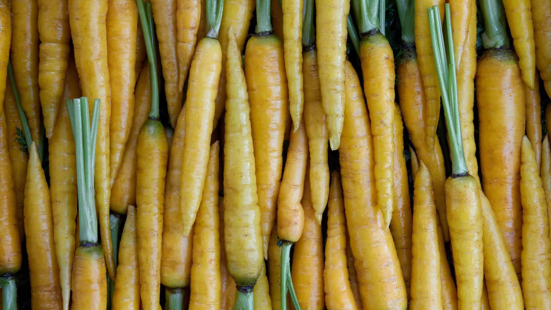 Carrot Seed Blend(Daucus carota subsp. sativus) - Image 3