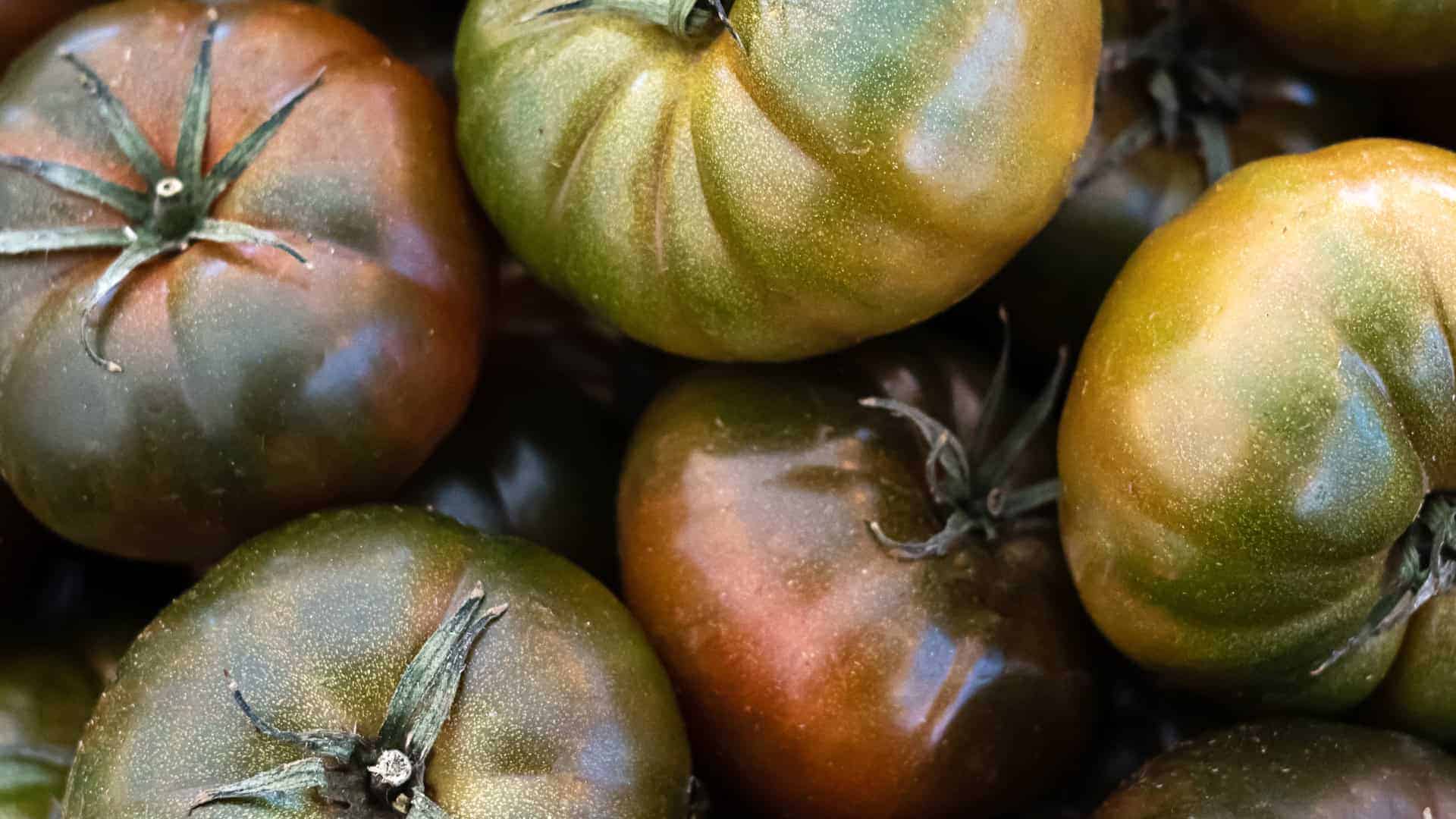 Black Krim Tomato Seed
