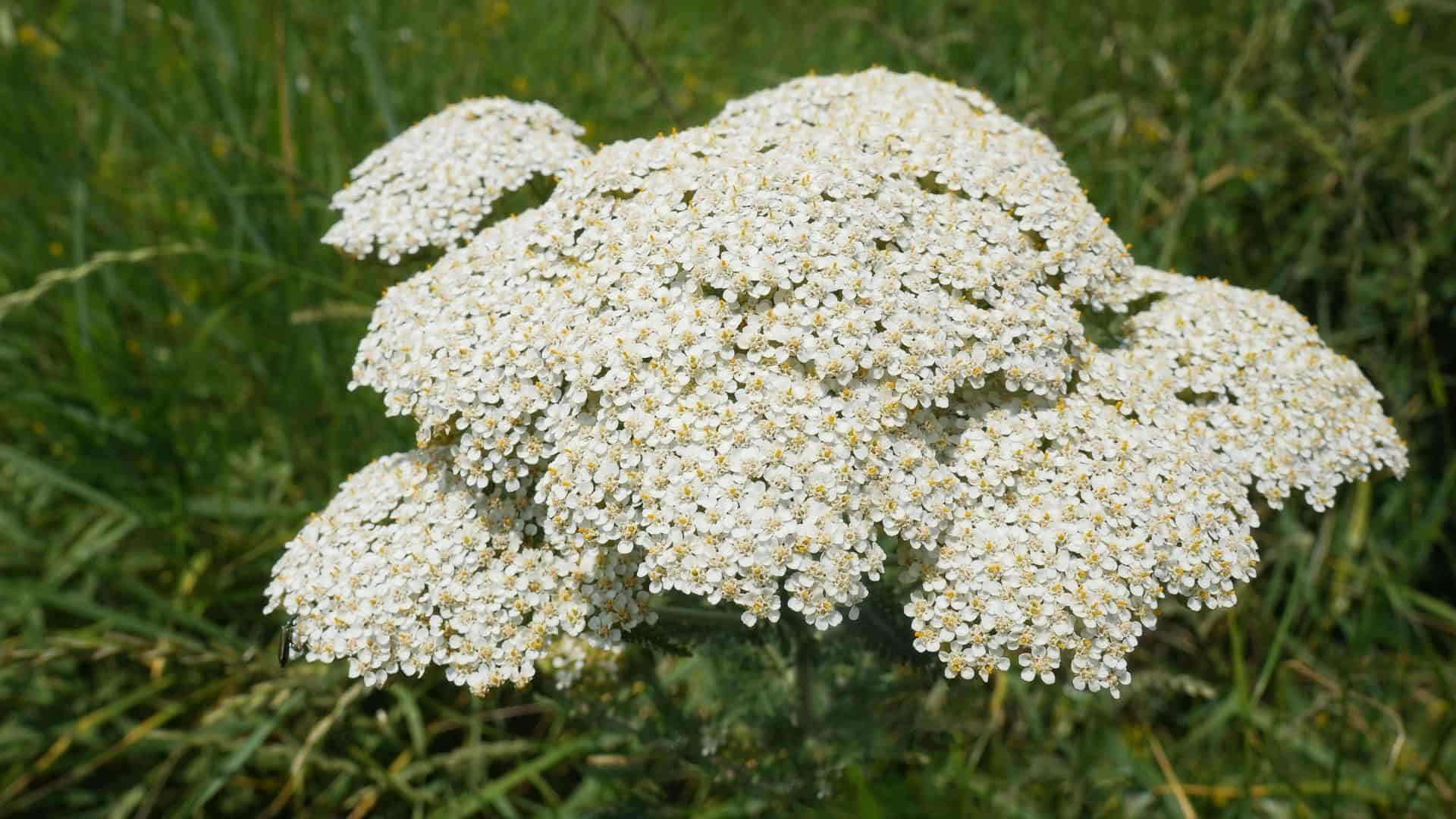 Yarrow Seed Blend (Achillea millefolium, Achillea filipendulina) - Image 6