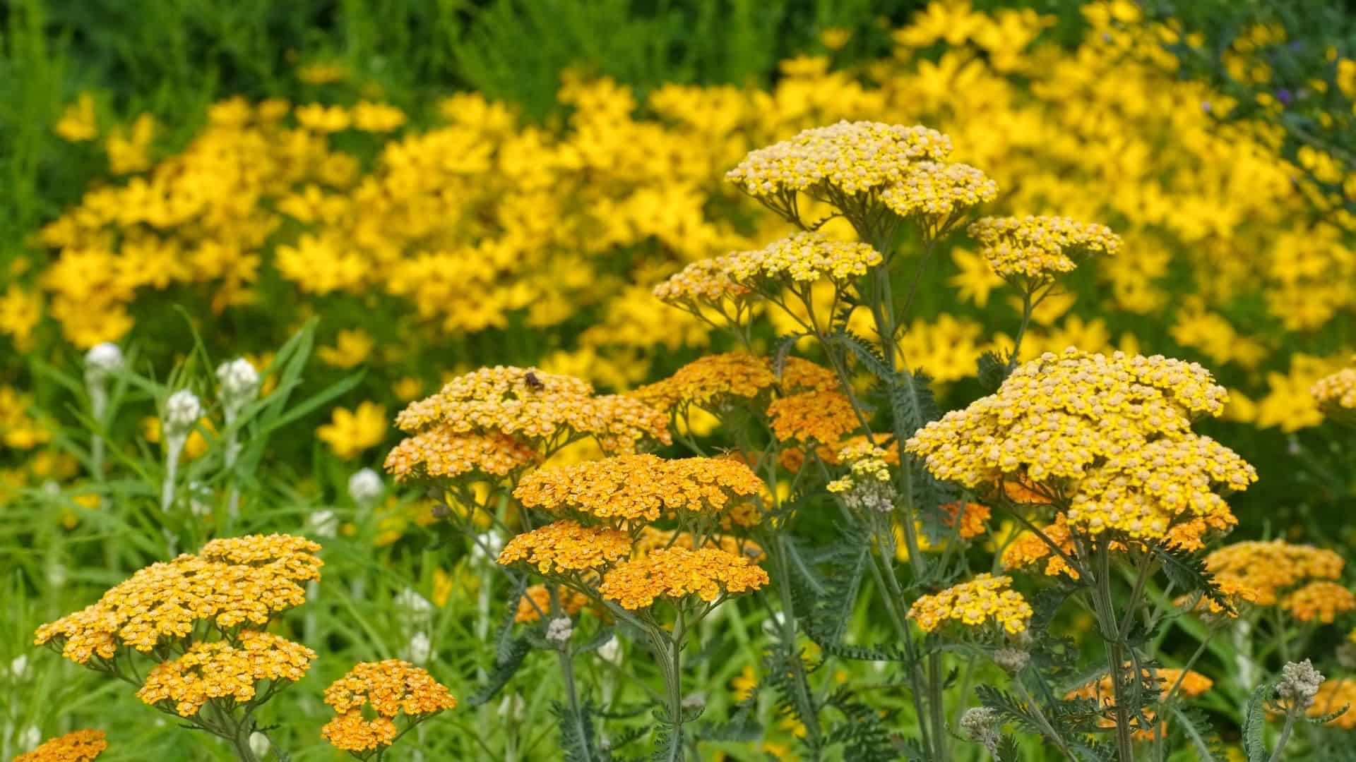 Yarrow Seed Blend (Achillea millefolium, Achillea filipendulina) - Image 5