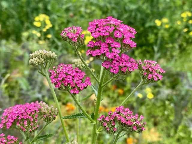 Yarrow Seed Blend (Achillea millefolium, Achillea filipendulina) - Image 4