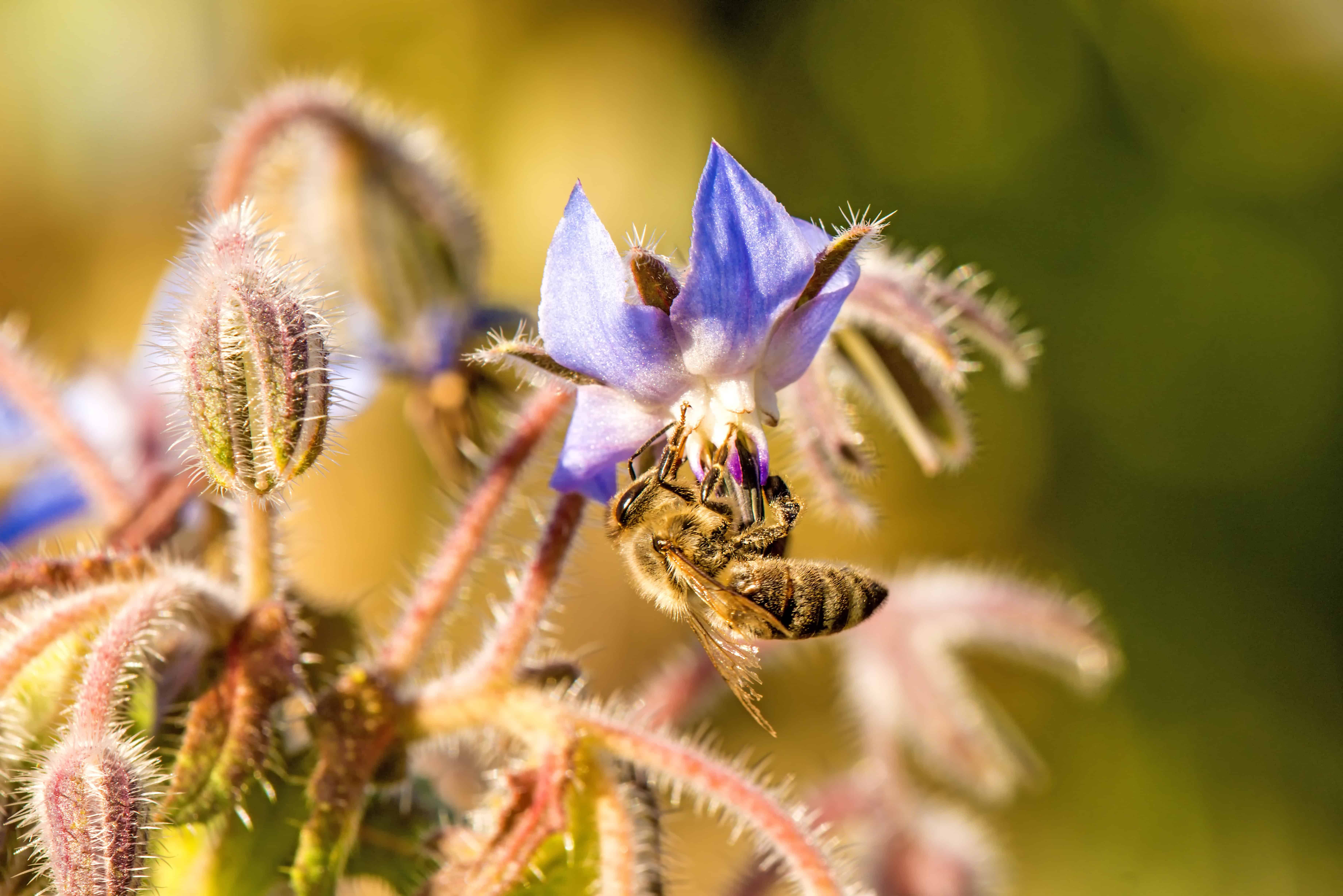 The Alaska Gardener Online Course Grow Food Year-Round in Northern Climates - Image 36