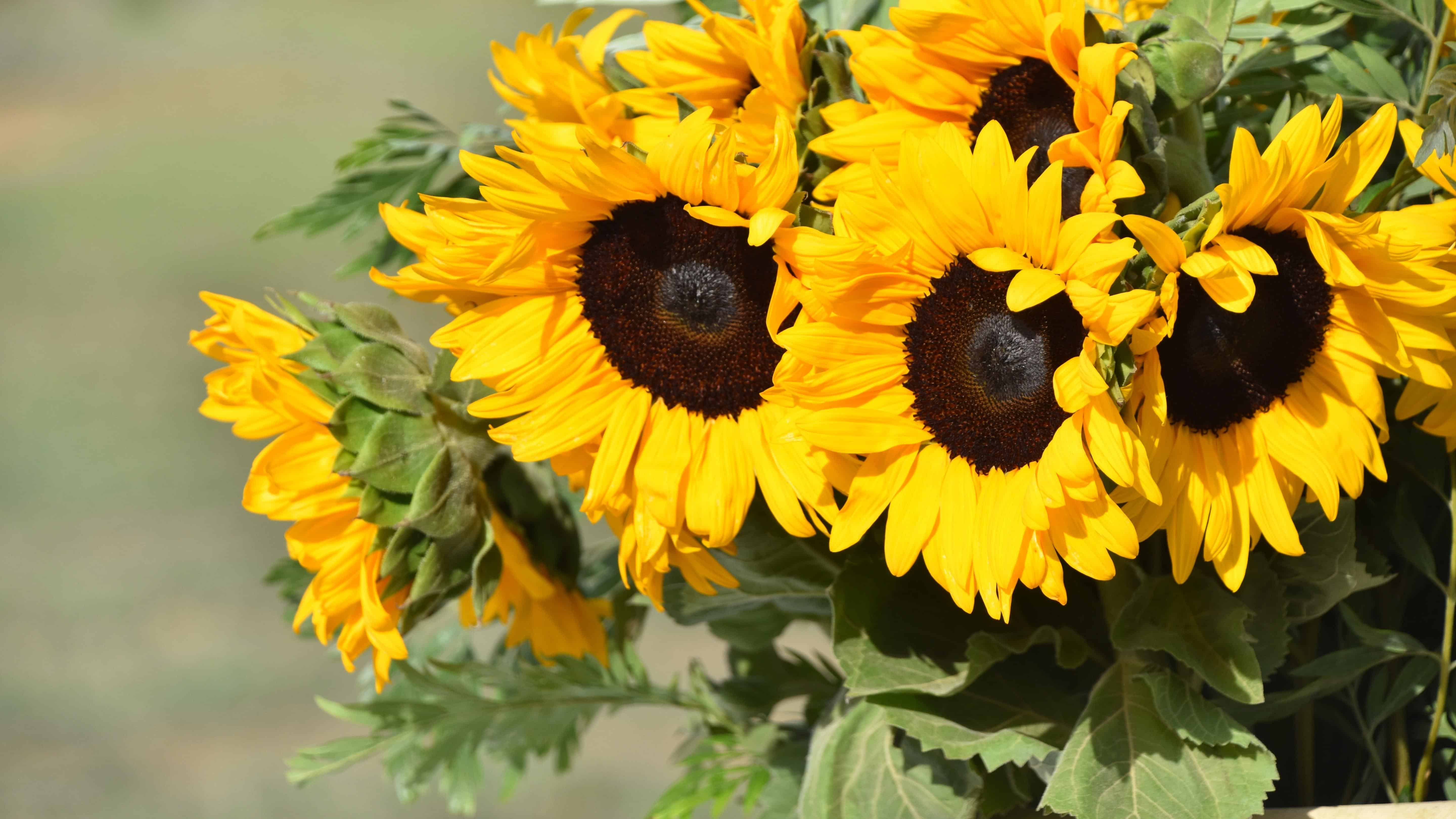The Alaska Gardener Online Course Grow Food Year-Round in Northern Climates - Image 32