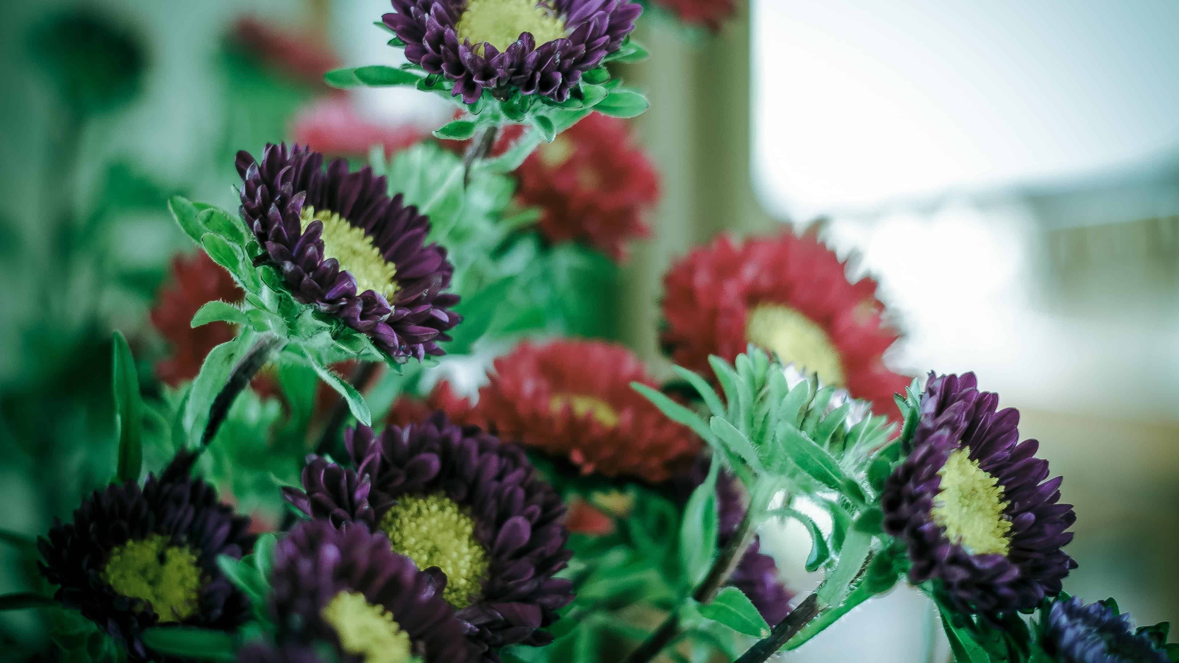 Bloom School: Flower Gardening Course Online.  - Image 5