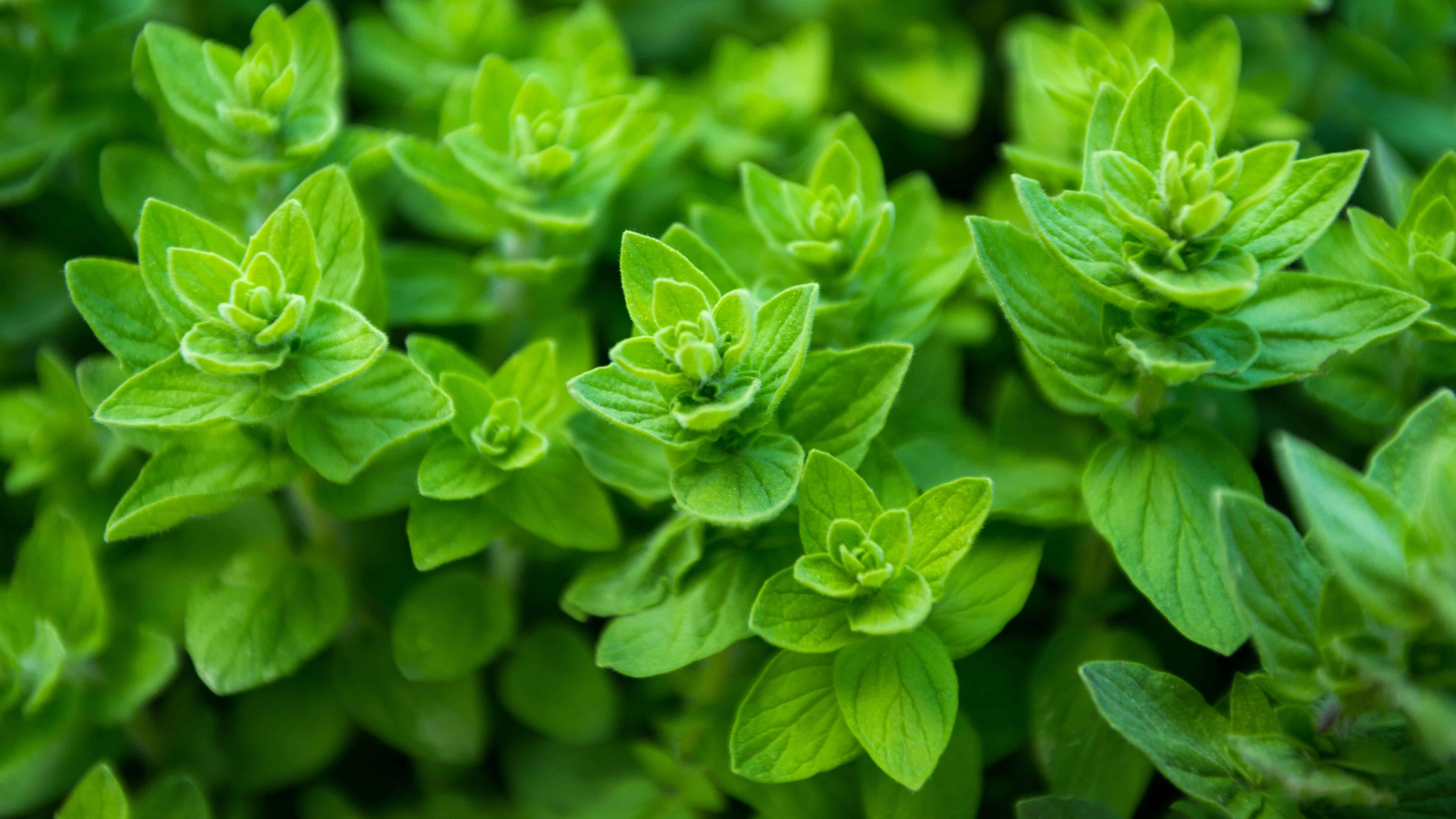 The Alaska Gardener Online Course Grow Food Year-Round in Northern Climates - Image 28