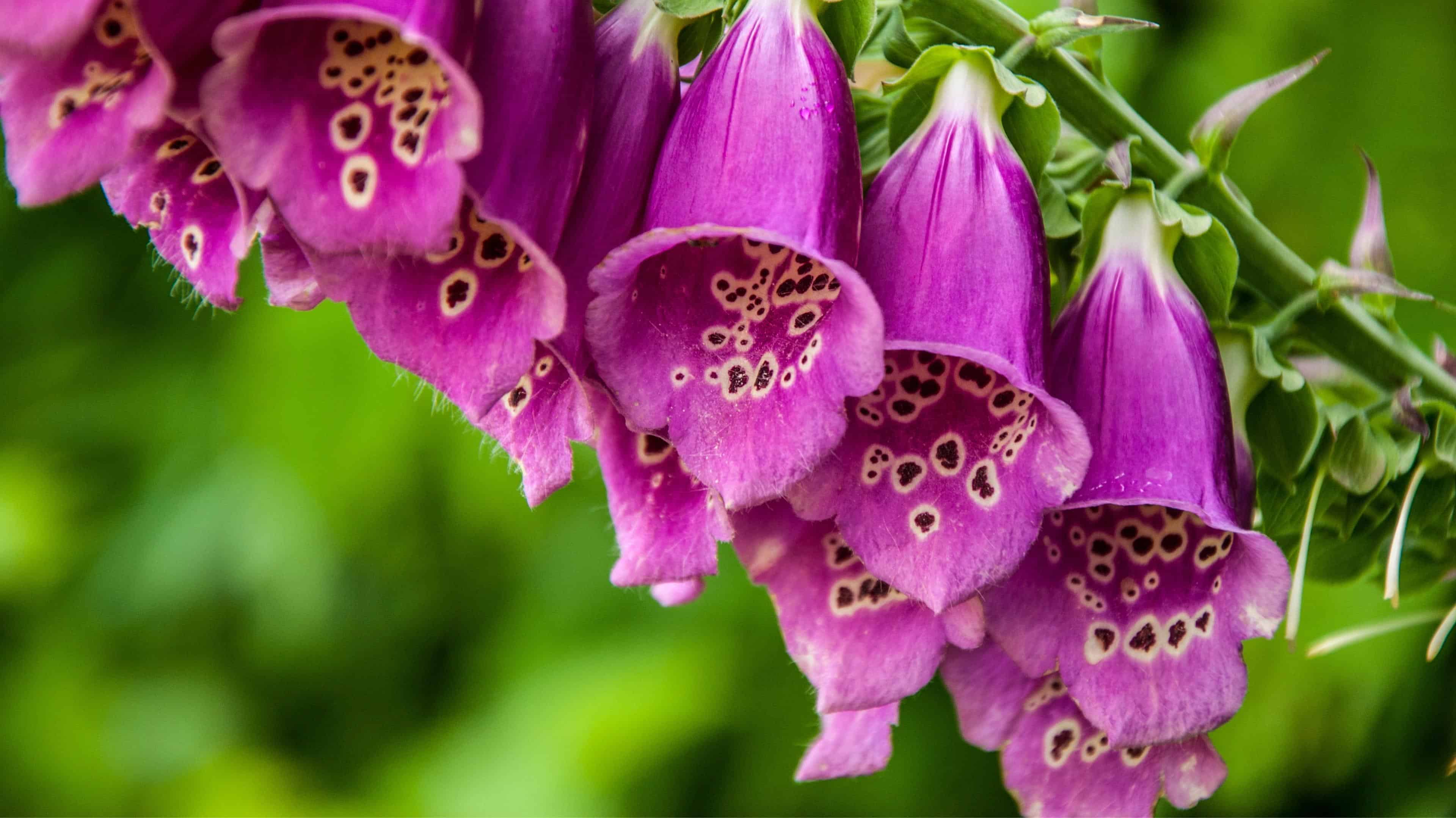 Bloom School: Flower Gardening Course Online.  - Image 13