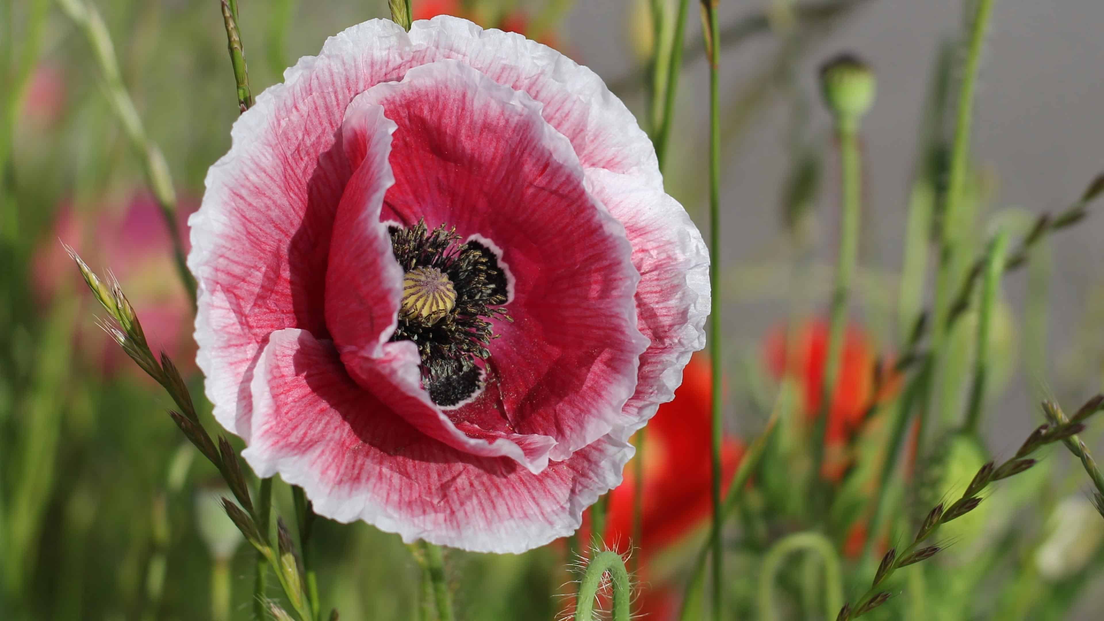 Poppy Seed Mix (Papaver Rhoeas) - Image 8