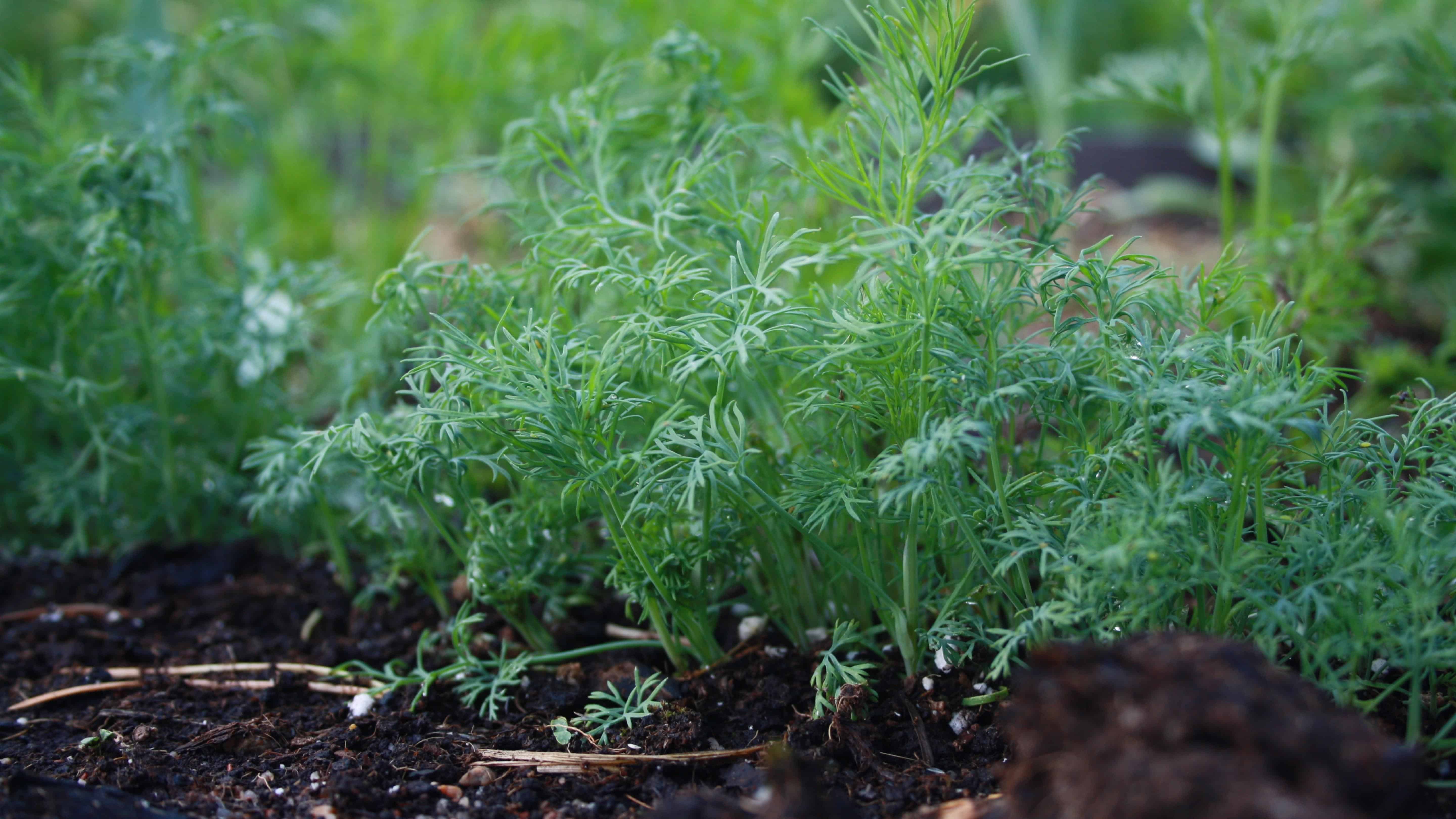 The Alaska Gardener Online Course Grow Food Year-Round in Northern Climates - Image 25