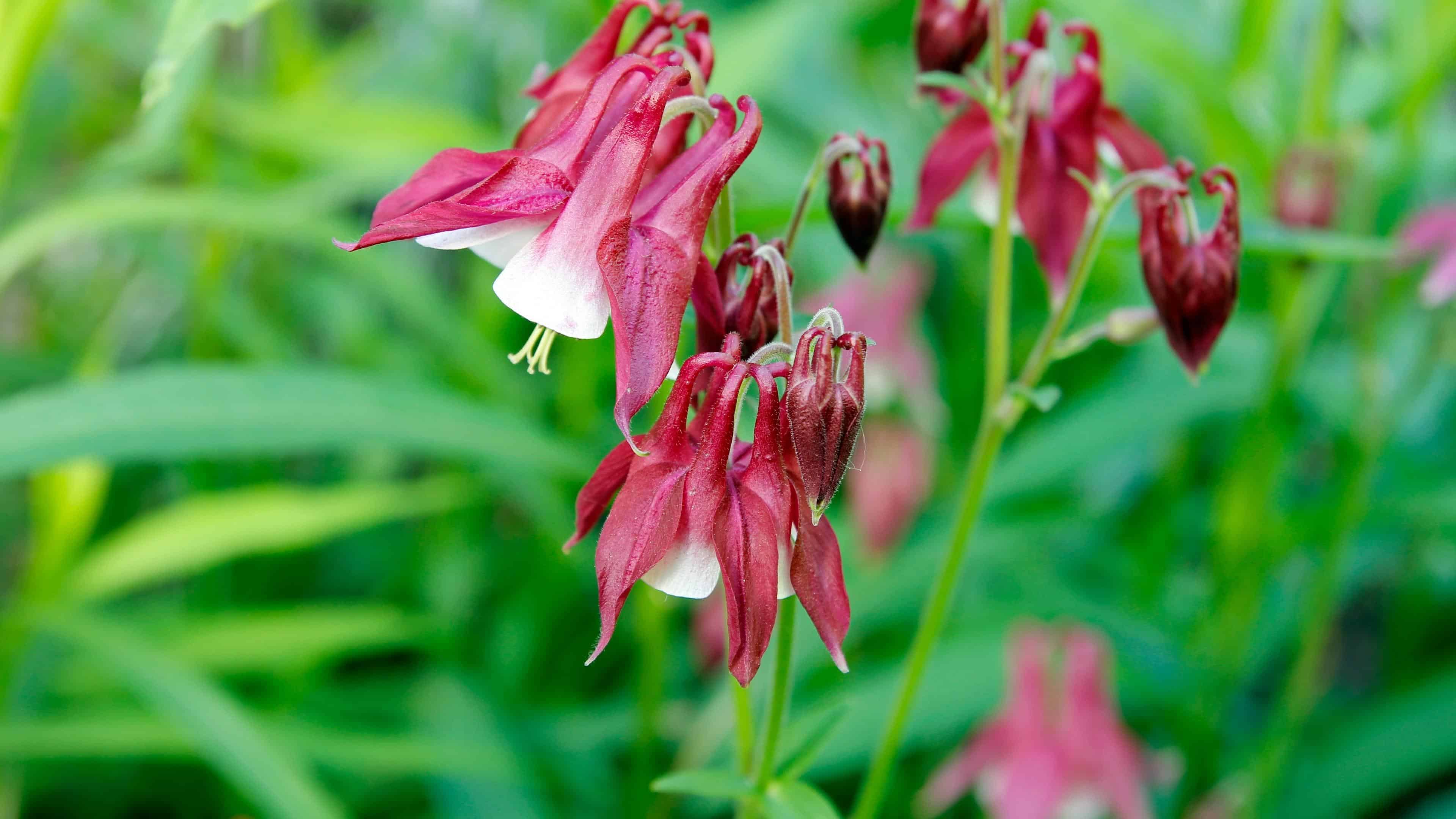 Bloom School: Flower Gardening Course Online.  - Image 10