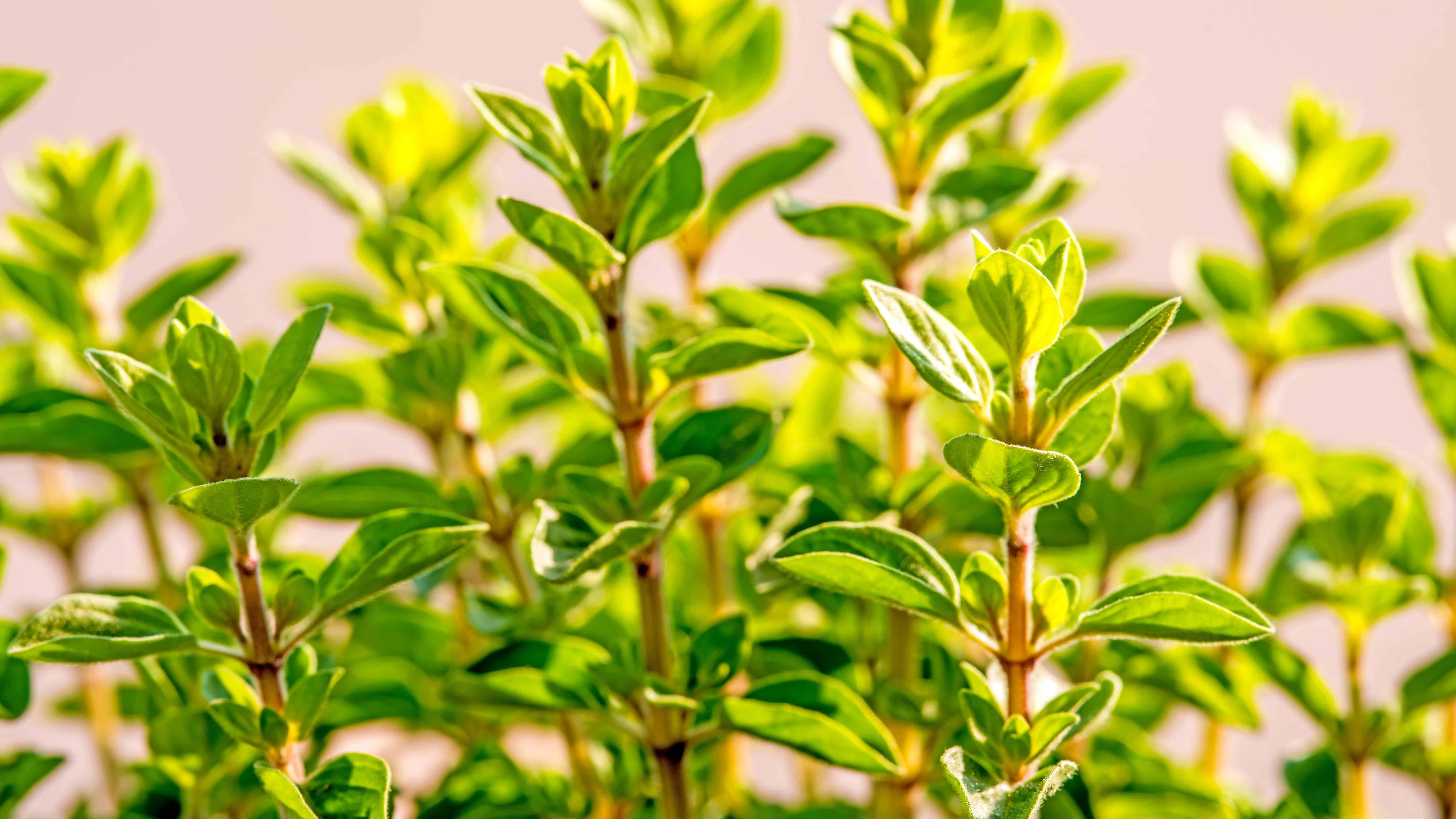 The Alaska Gardener Online Course Grow Food Year-Round in Northern Climates - Image 24