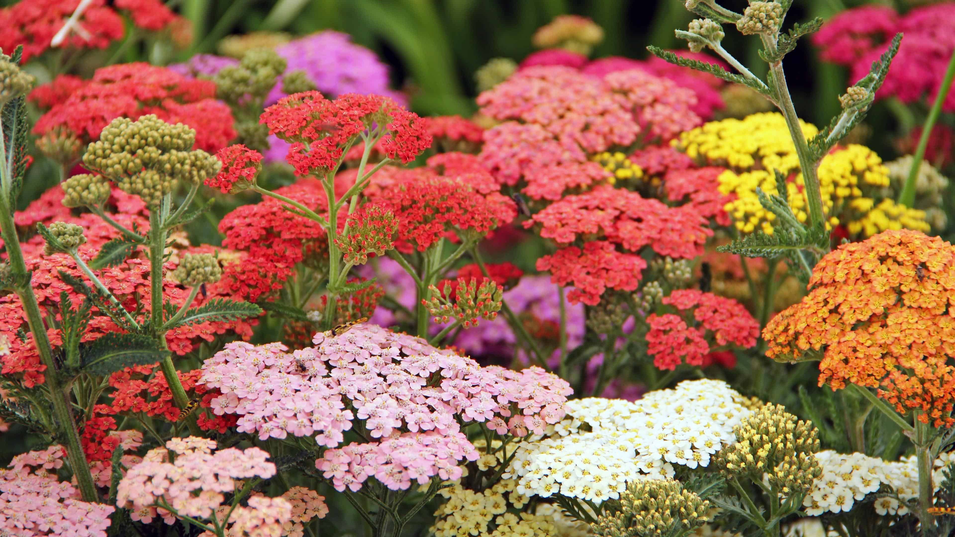 Bloom School: Flower Gardening Course Online.  - Image 9