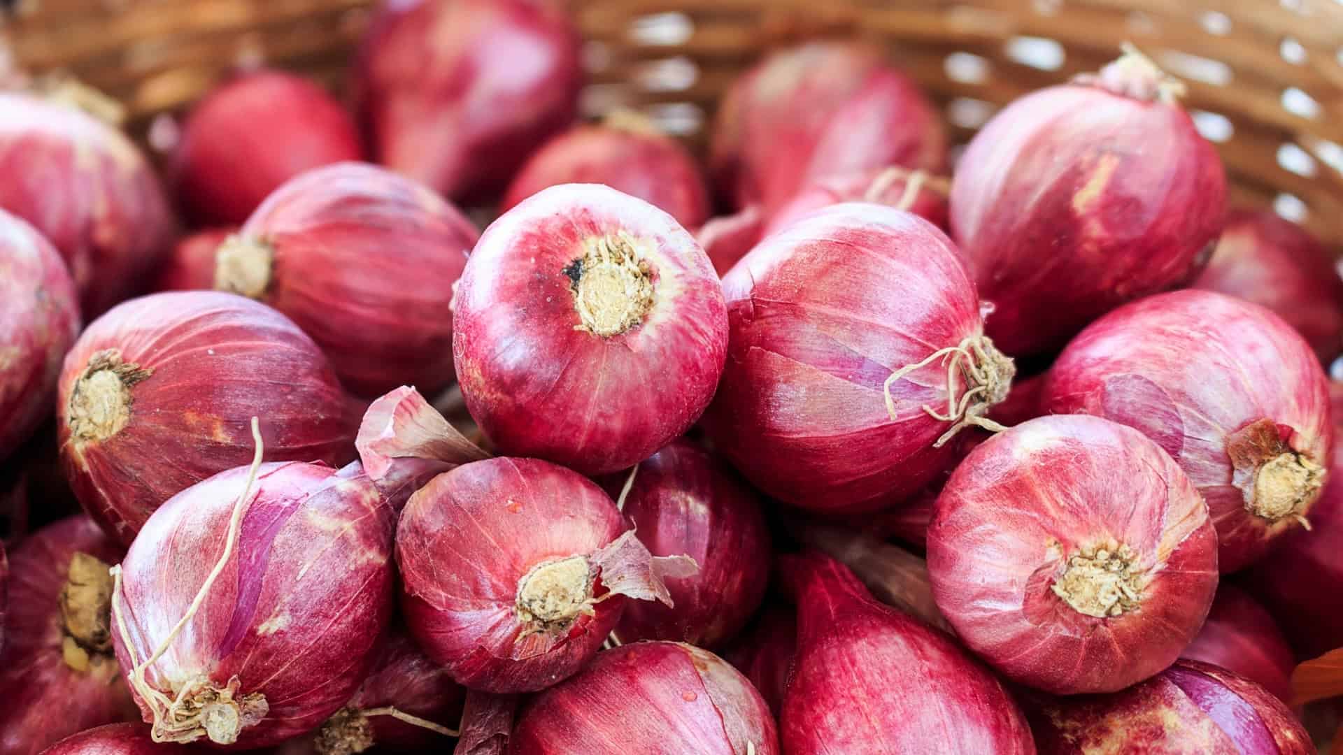 Seed Starting Class Seeds Included Winter Session - Image 10