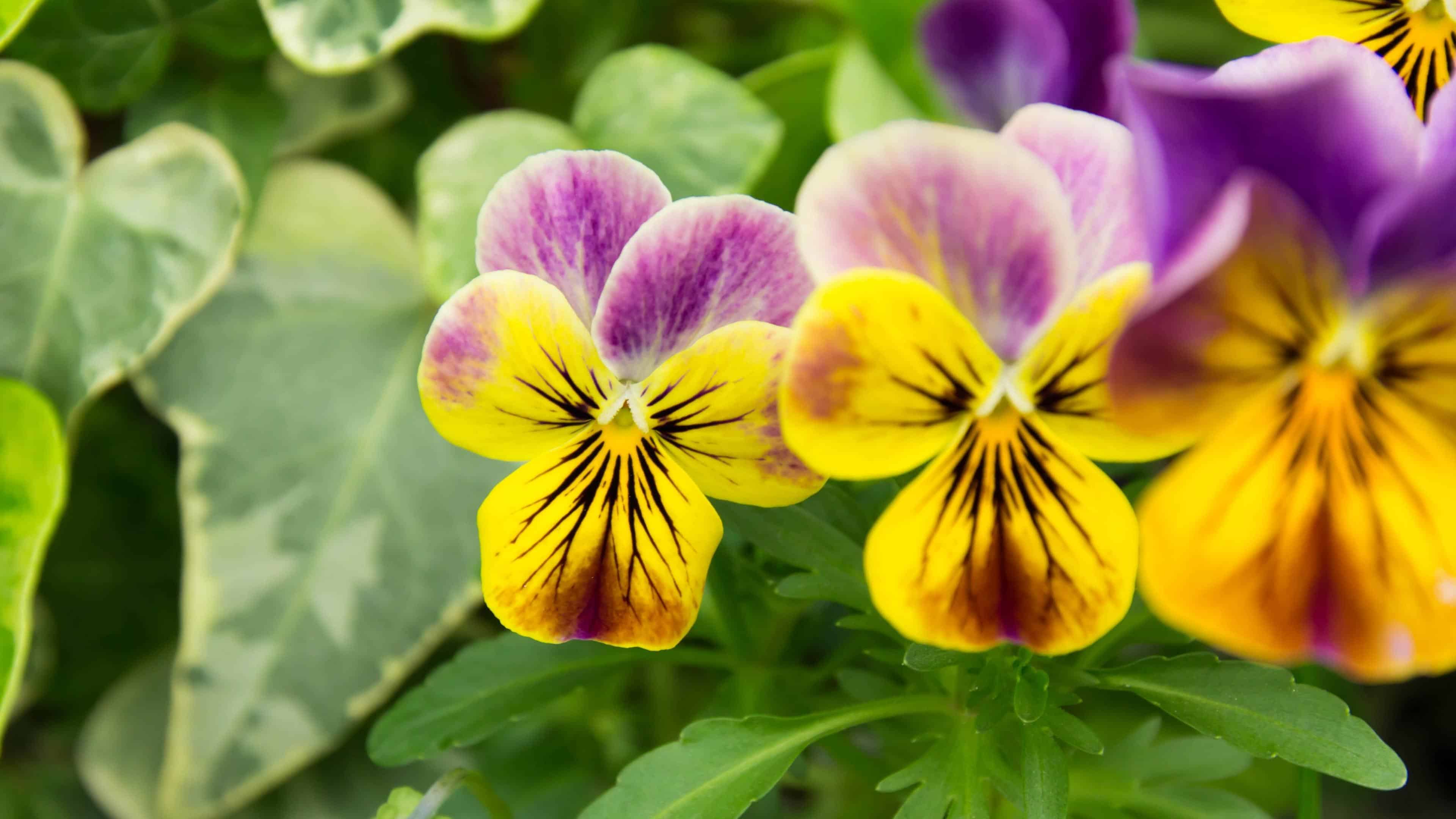 Bloom School: Flower Gardening Course Online.  - Image 6