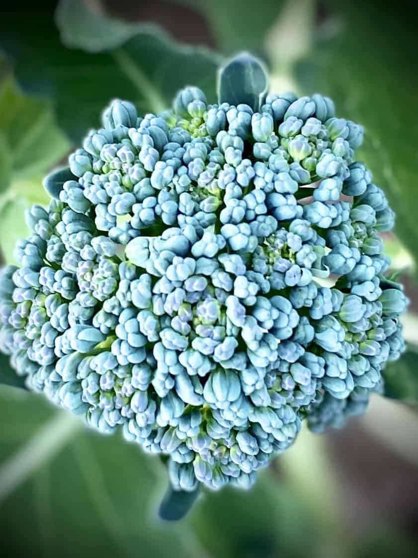 Broccoli Seed