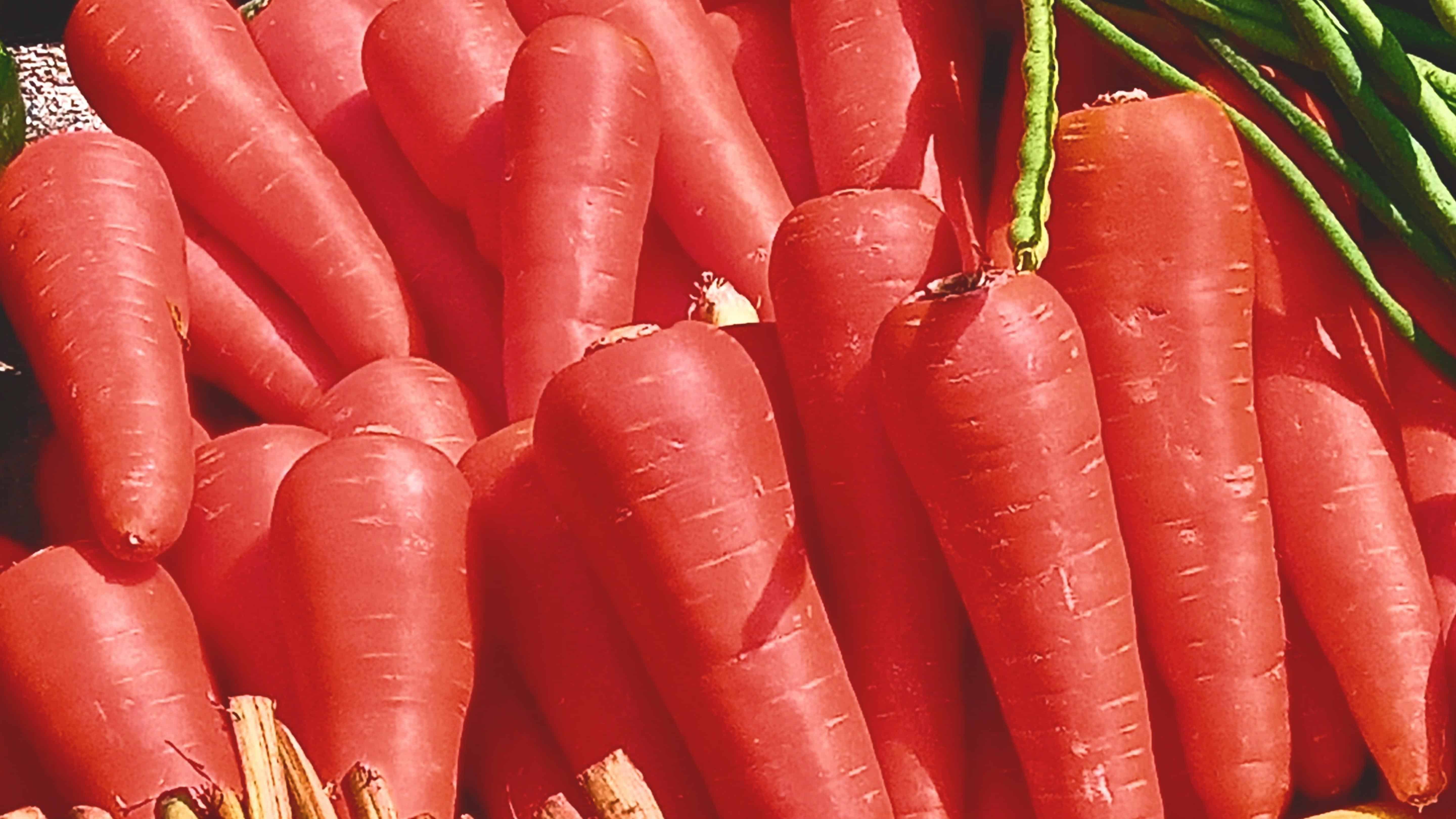 Carrot Seed Atomic Red (Daucus carota var. sativus) - Image 2