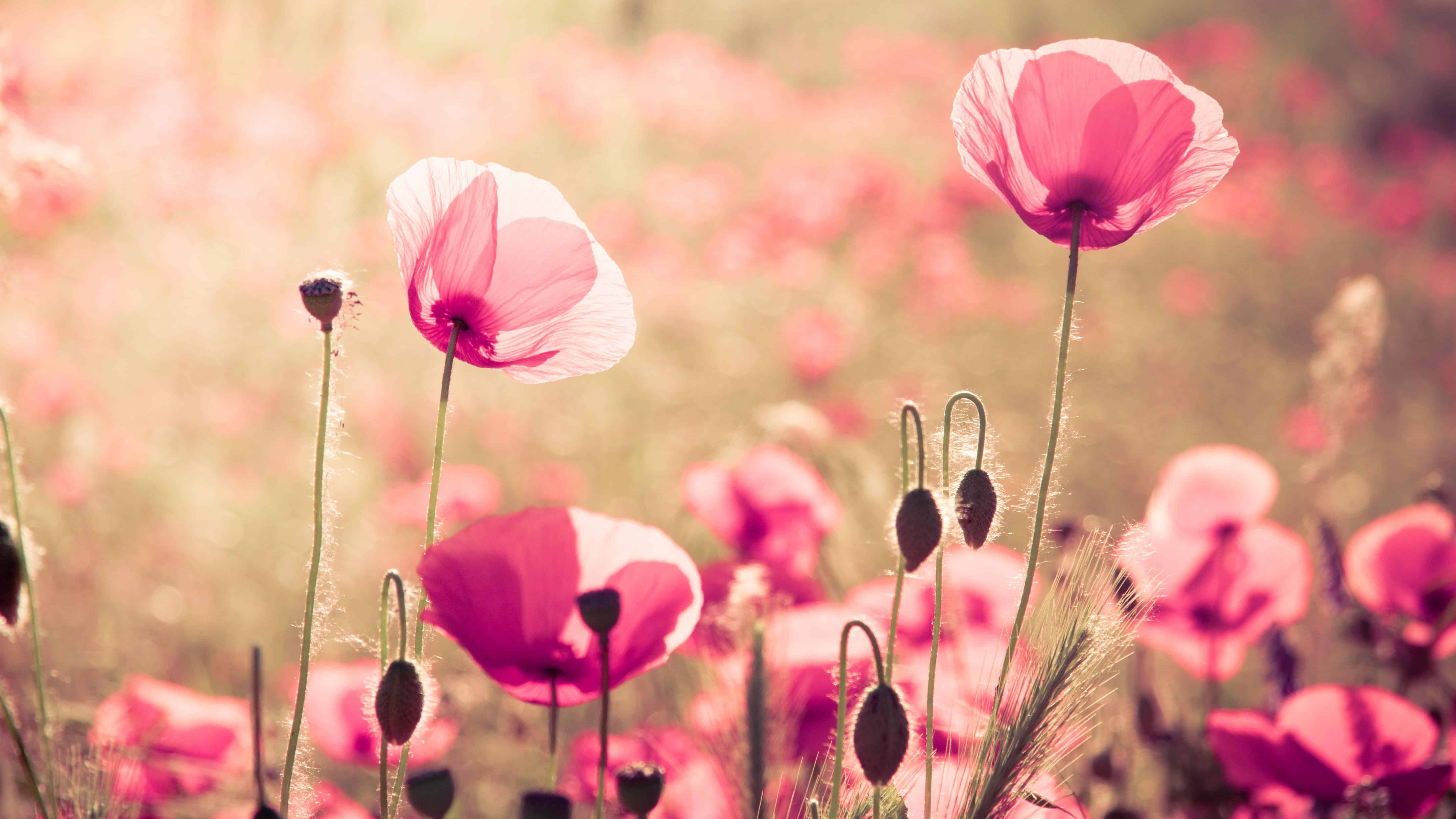Poppy Seed Mix (Papaver Rhoeas) - Image 7
