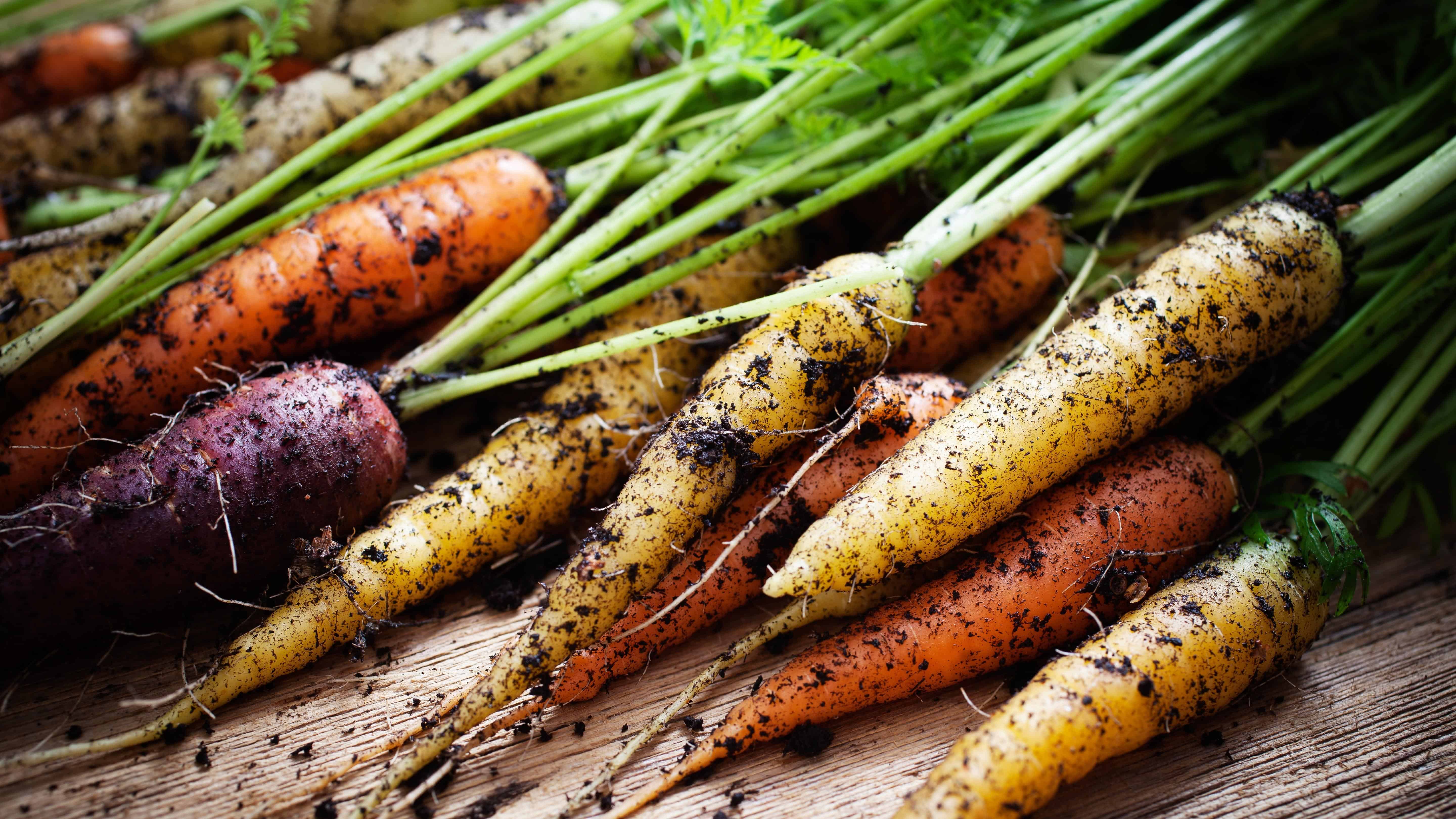 The Alaska Gardener Online Course Grow Food Year-Round in Northern Climates - Image 12