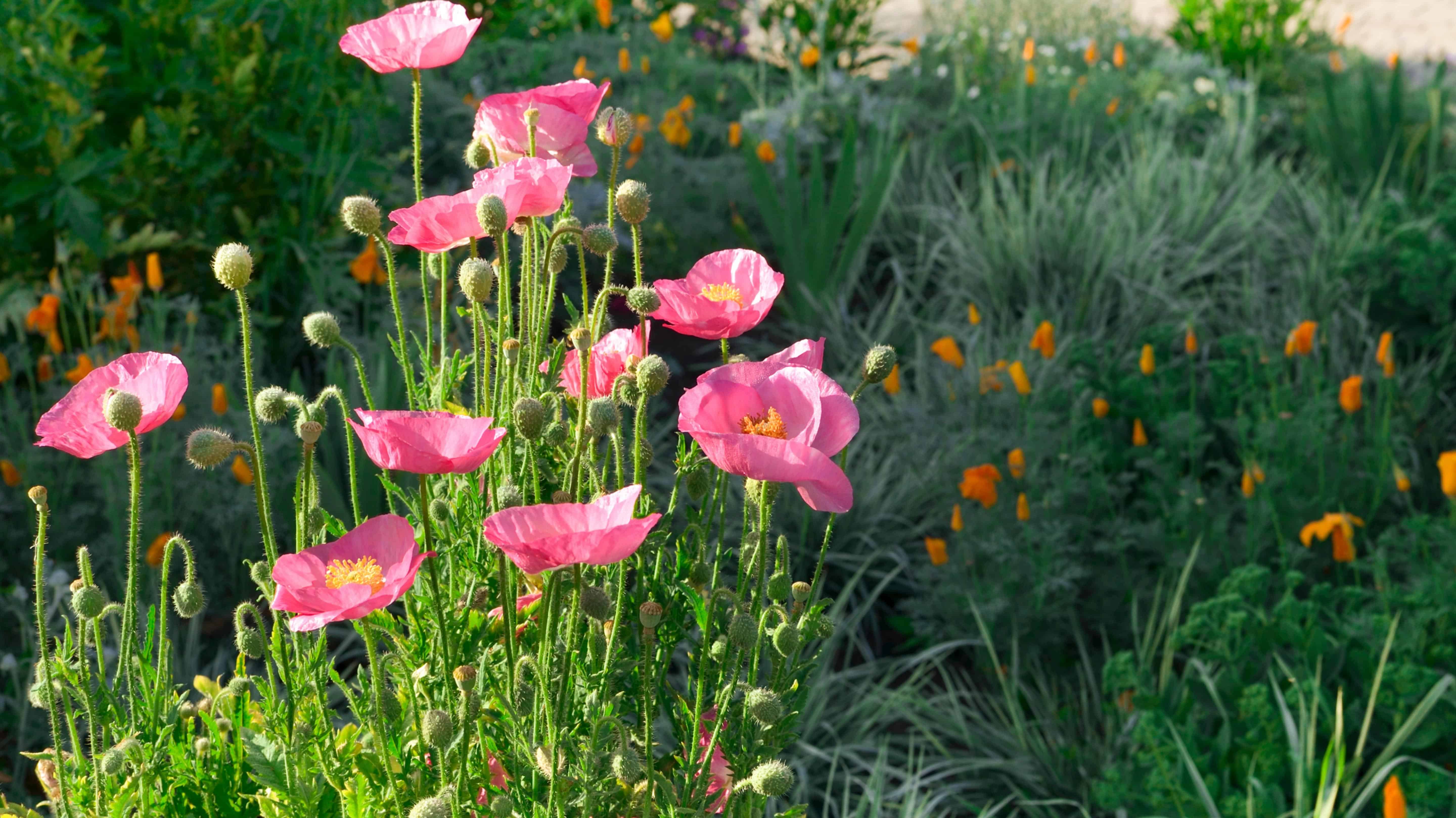 Poppy Seed Mix (Papaver Rhoeas) - Image 5