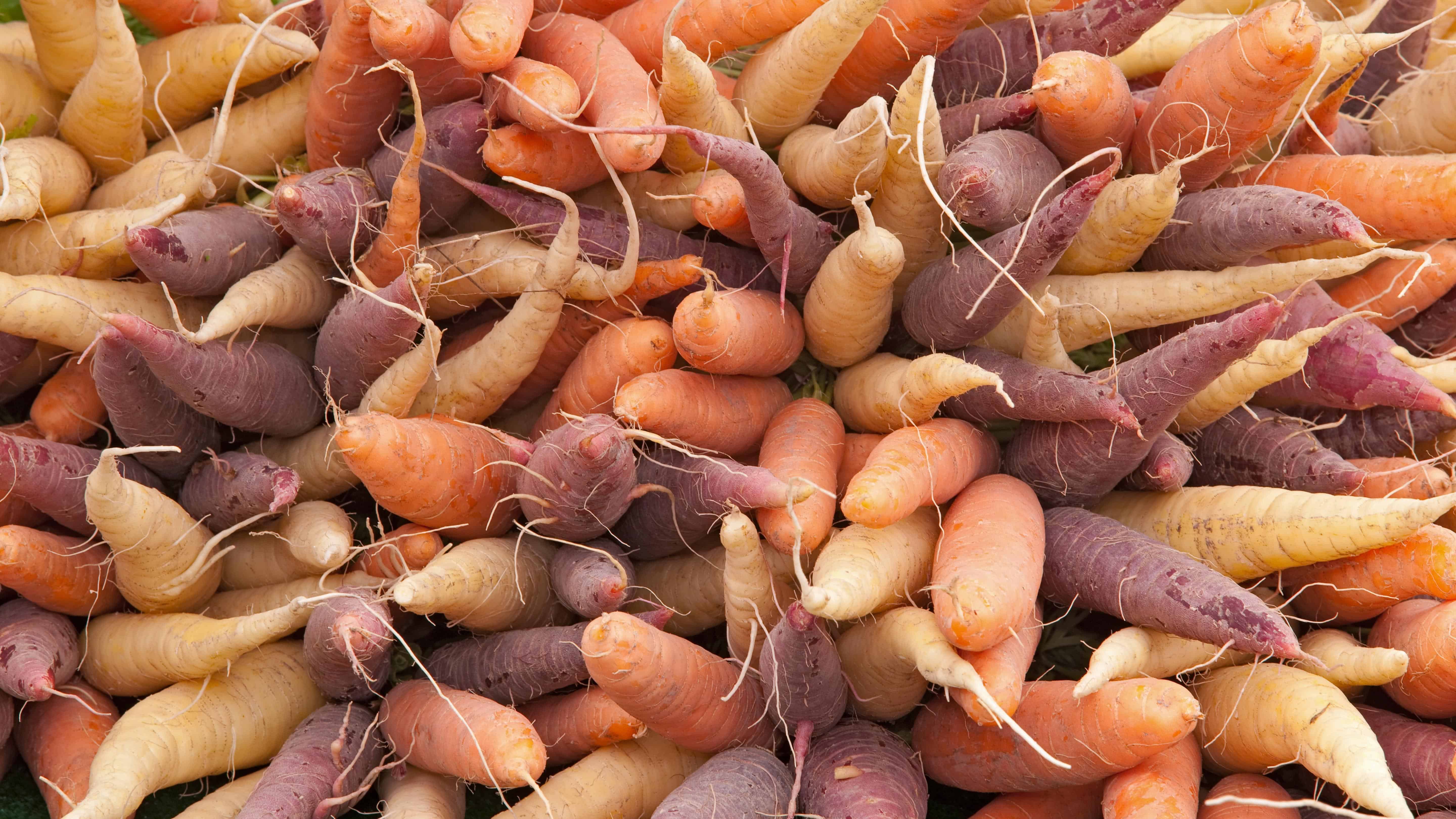 The Alaska Gardener Online Course Grow Food Year-Round in Northern Climates - Image 11