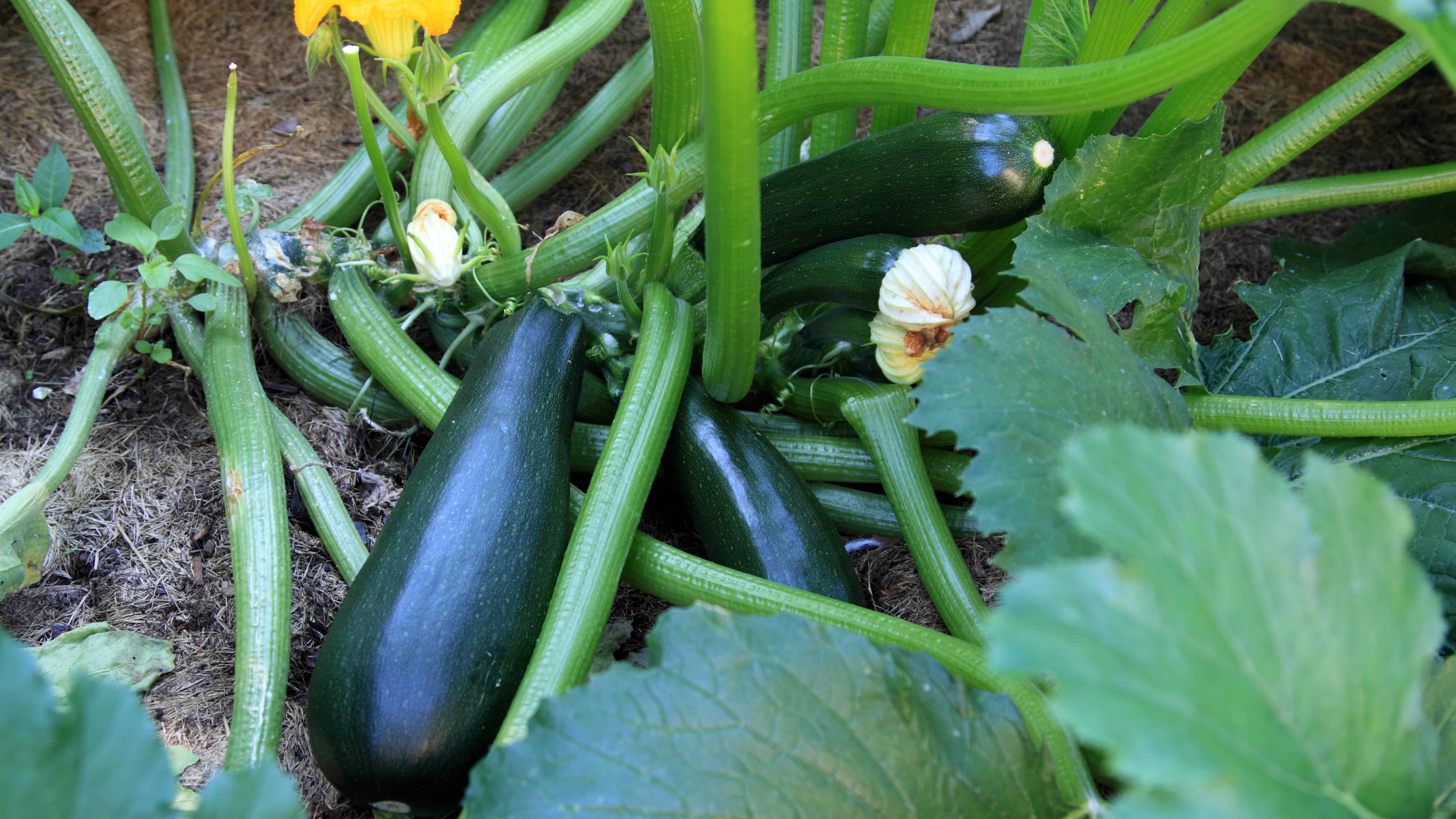 The Alaska Gardener Online Course Grow Food Year-Round in Northern Climates - Image 14
