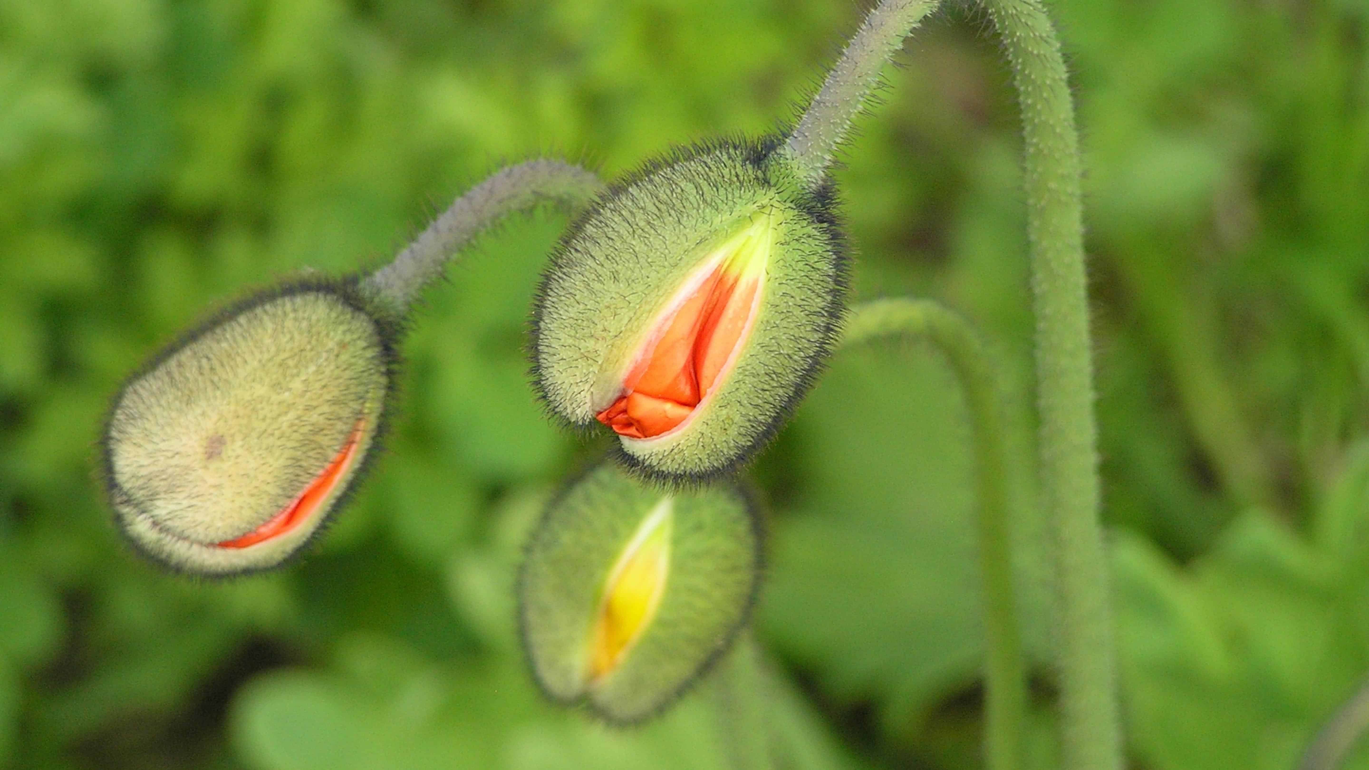Poppy Seed Mix (Papaver Rhoeas) - Image 3