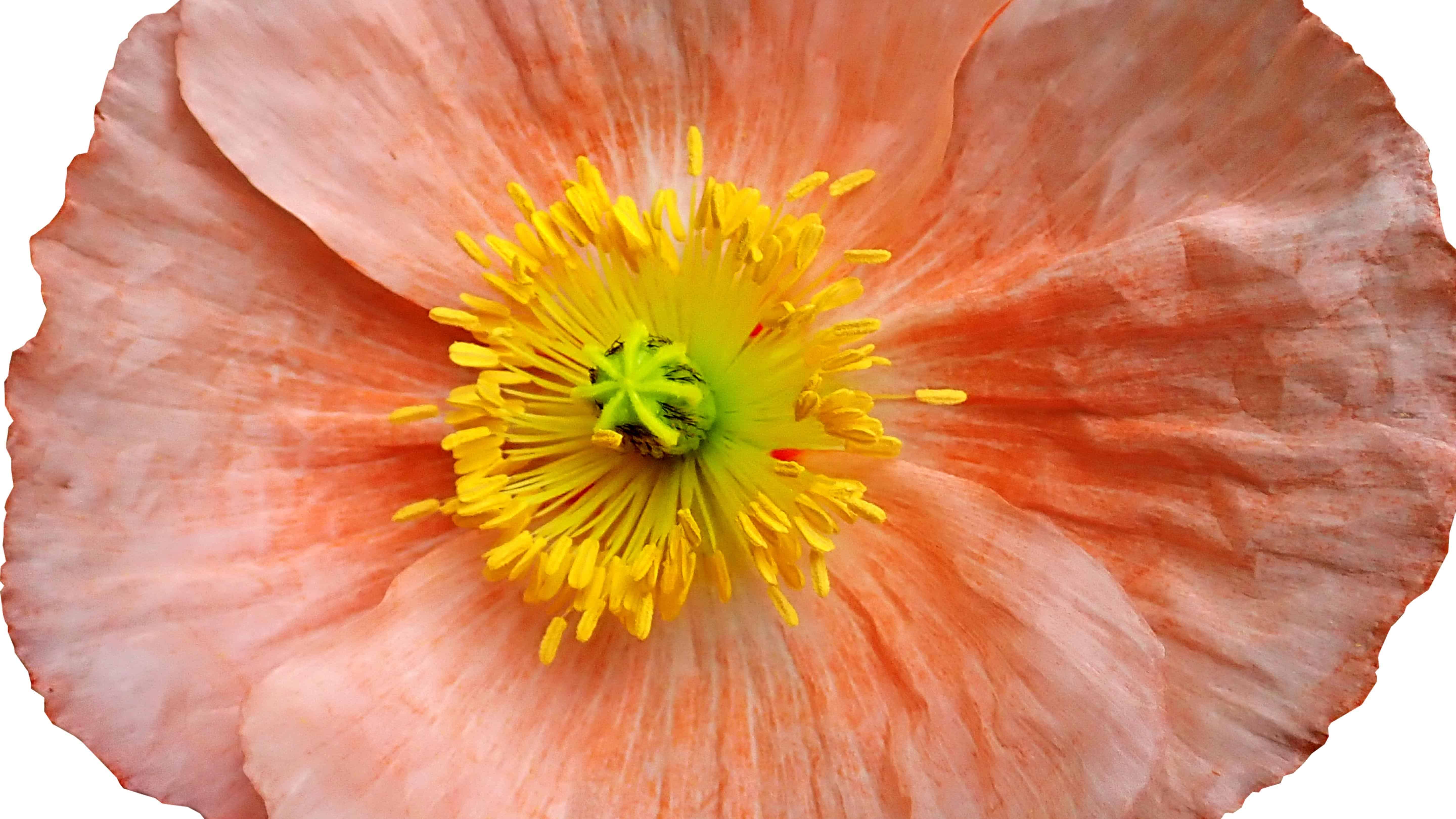 Poppy Seed Mix (Papaver Rhoeas) - Image 2
