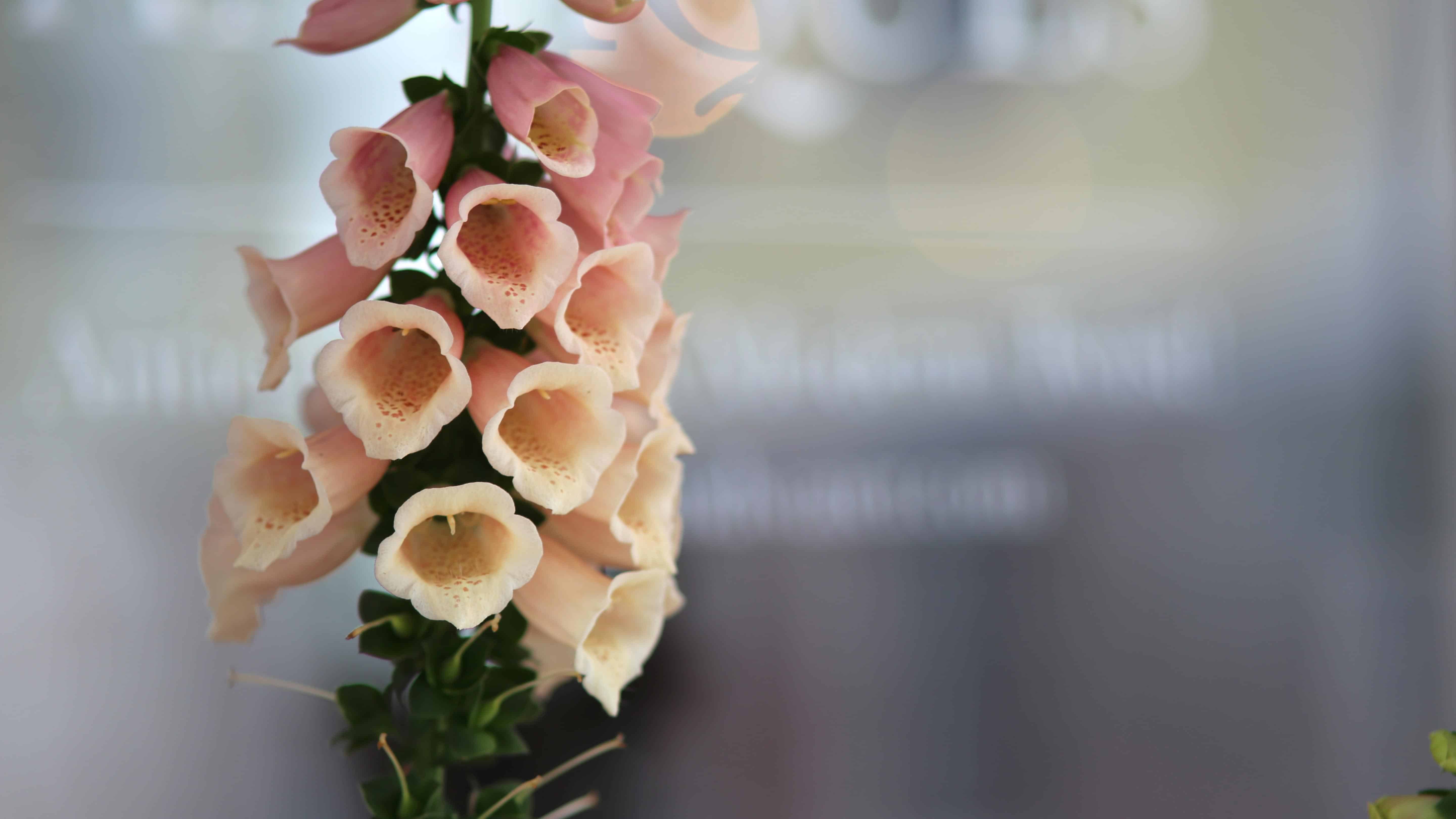 Bloom School: Flower Gardening Course Online.  - Image 3