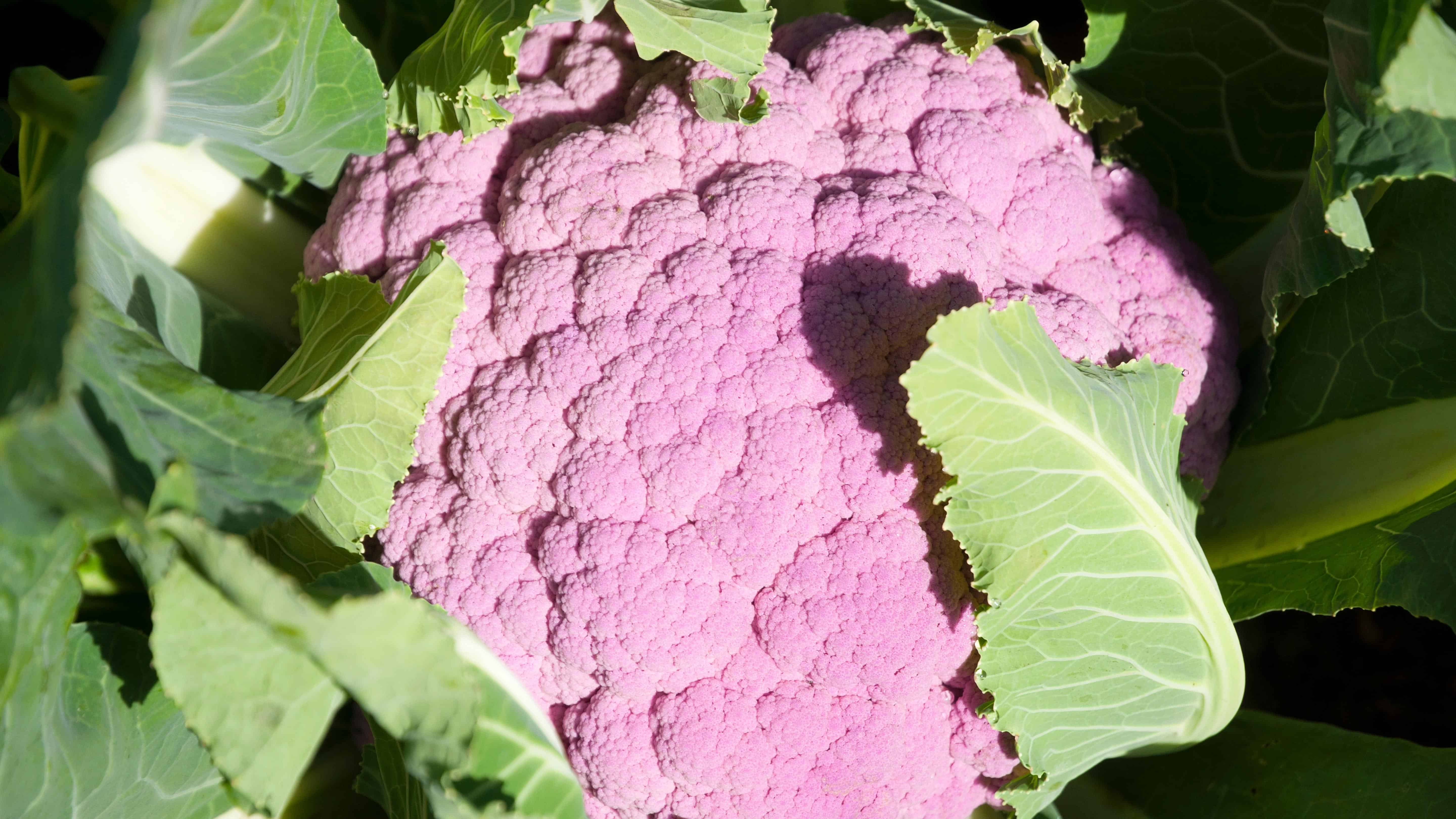 Cauliflower Seed Purple of Sicily (Brassica oleracea var. botrytis) - Image 5