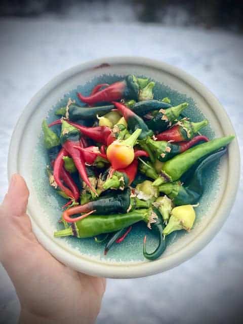 Pepper Seed Cayenne (Capsicum annuum) - Image 2