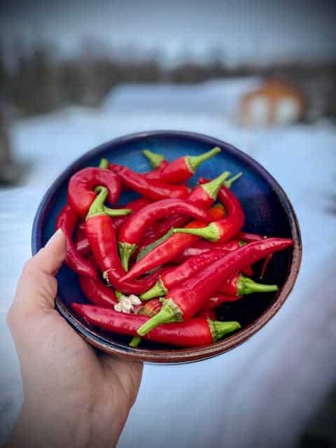 Pepper Seed Cayenne (Capsicum annuum) - Image 3