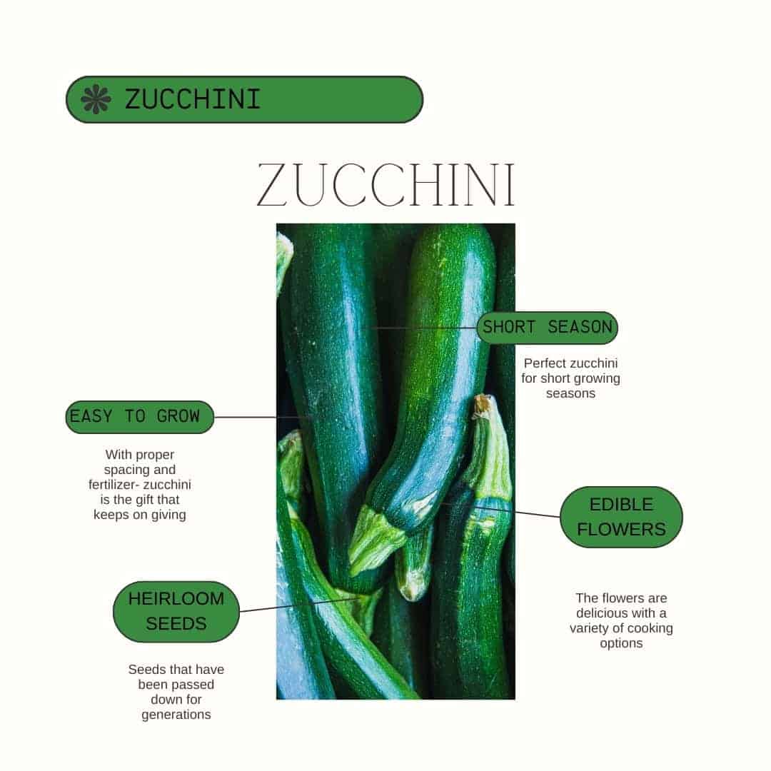 Zucchini Product Guide