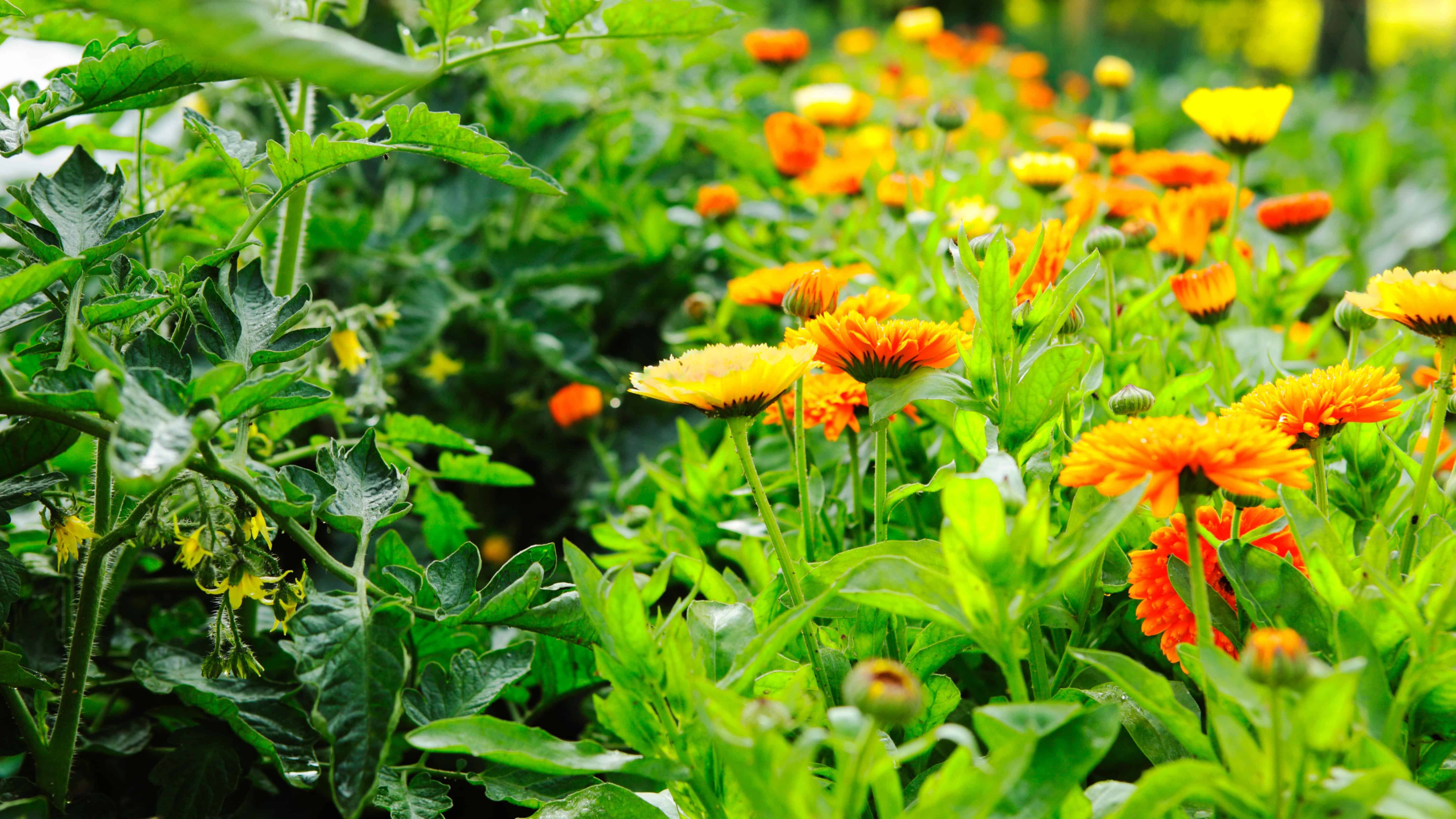 Edible Landscaping Online