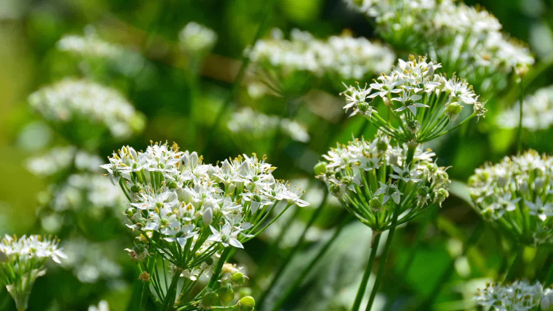 Alaska seed garlic chives