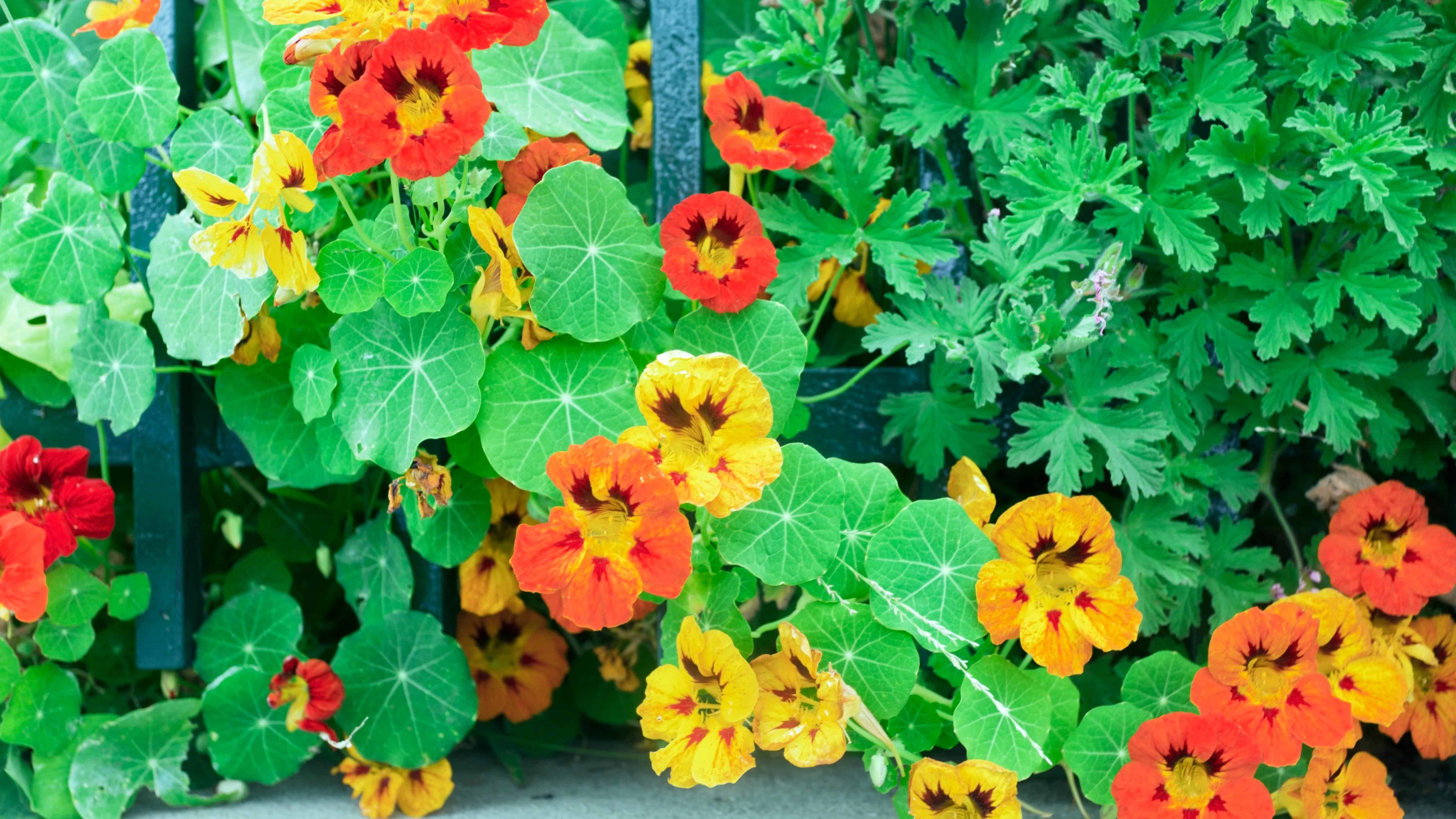 Nasturtium Blend (Tropaeolum majus) - Image 2