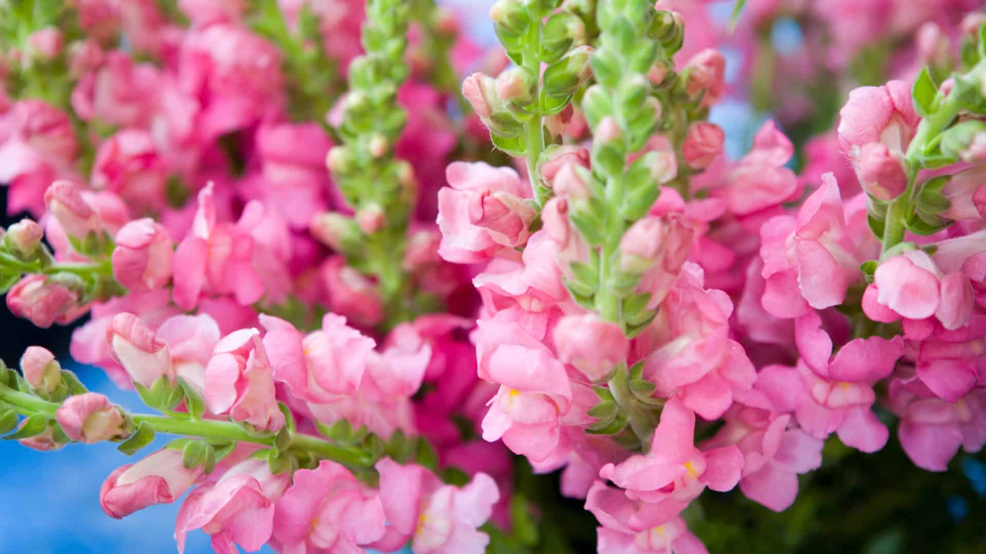 Alaska Flower Garden Seed Bundle - Image 11