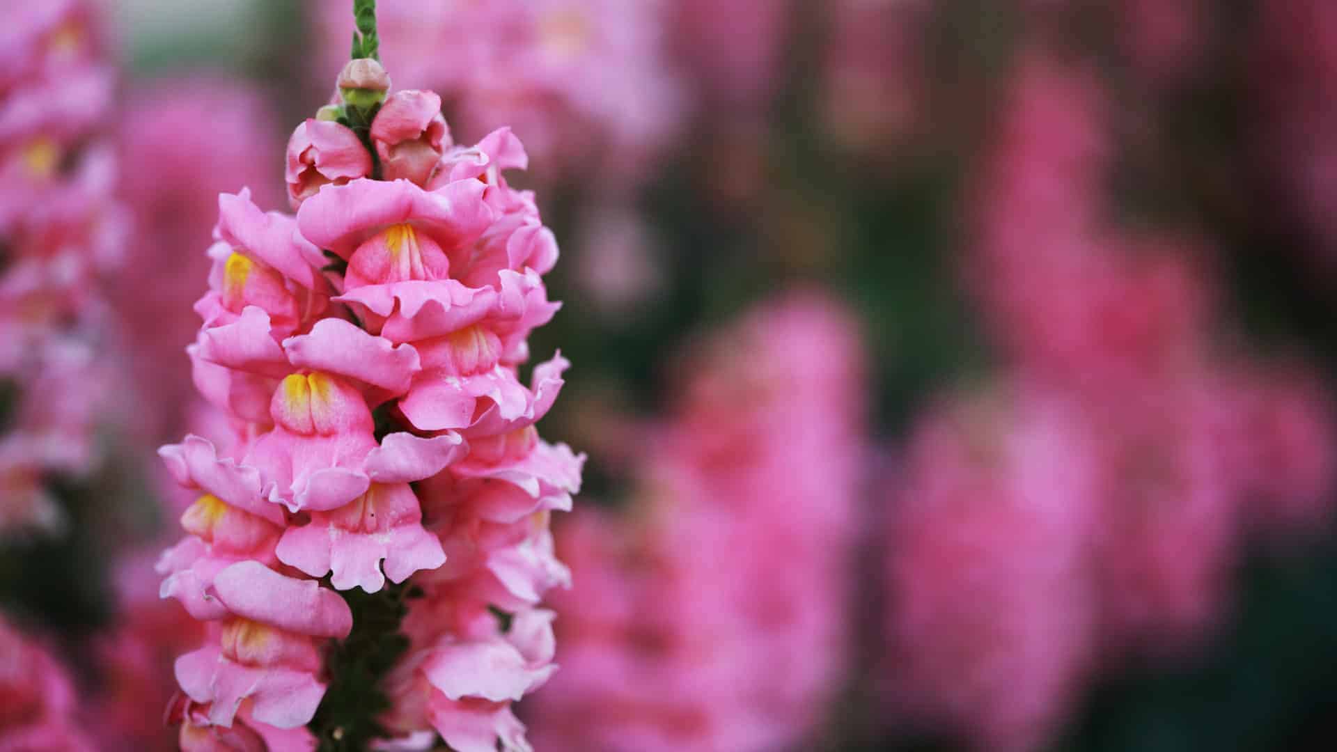 Alaska seed snapdragon