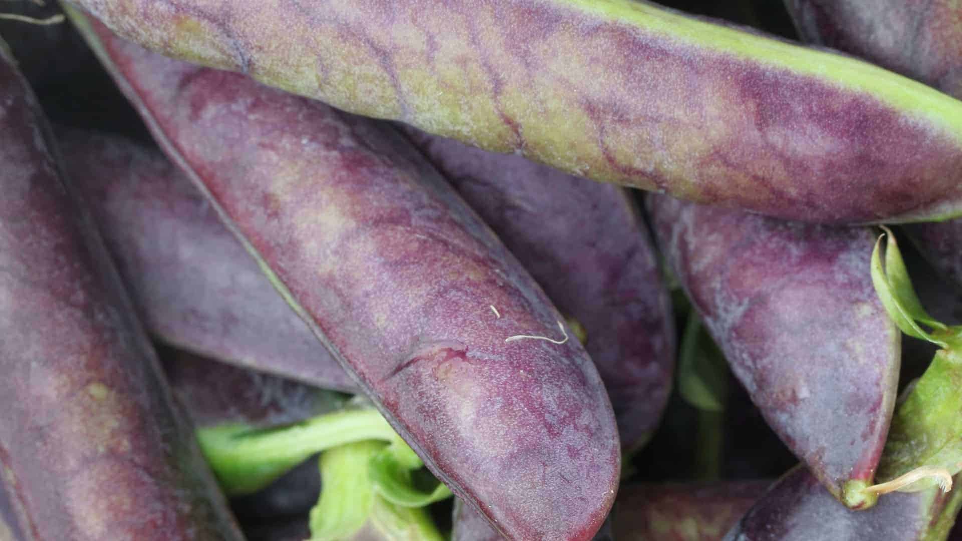 Alaska seed purple pea