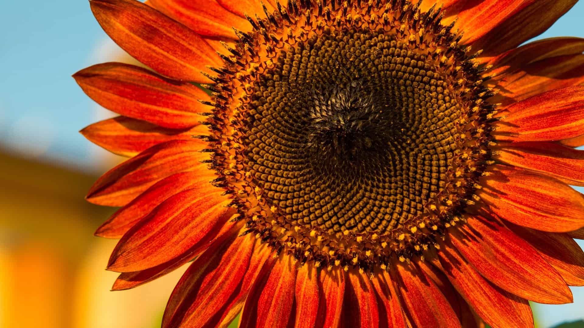 Alaska Flower Garden Seed Bundle - Image 8