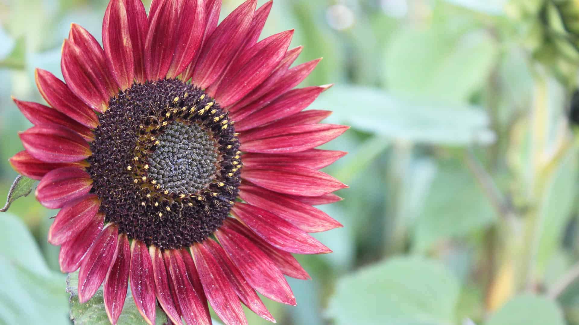 alaska seed sunflower