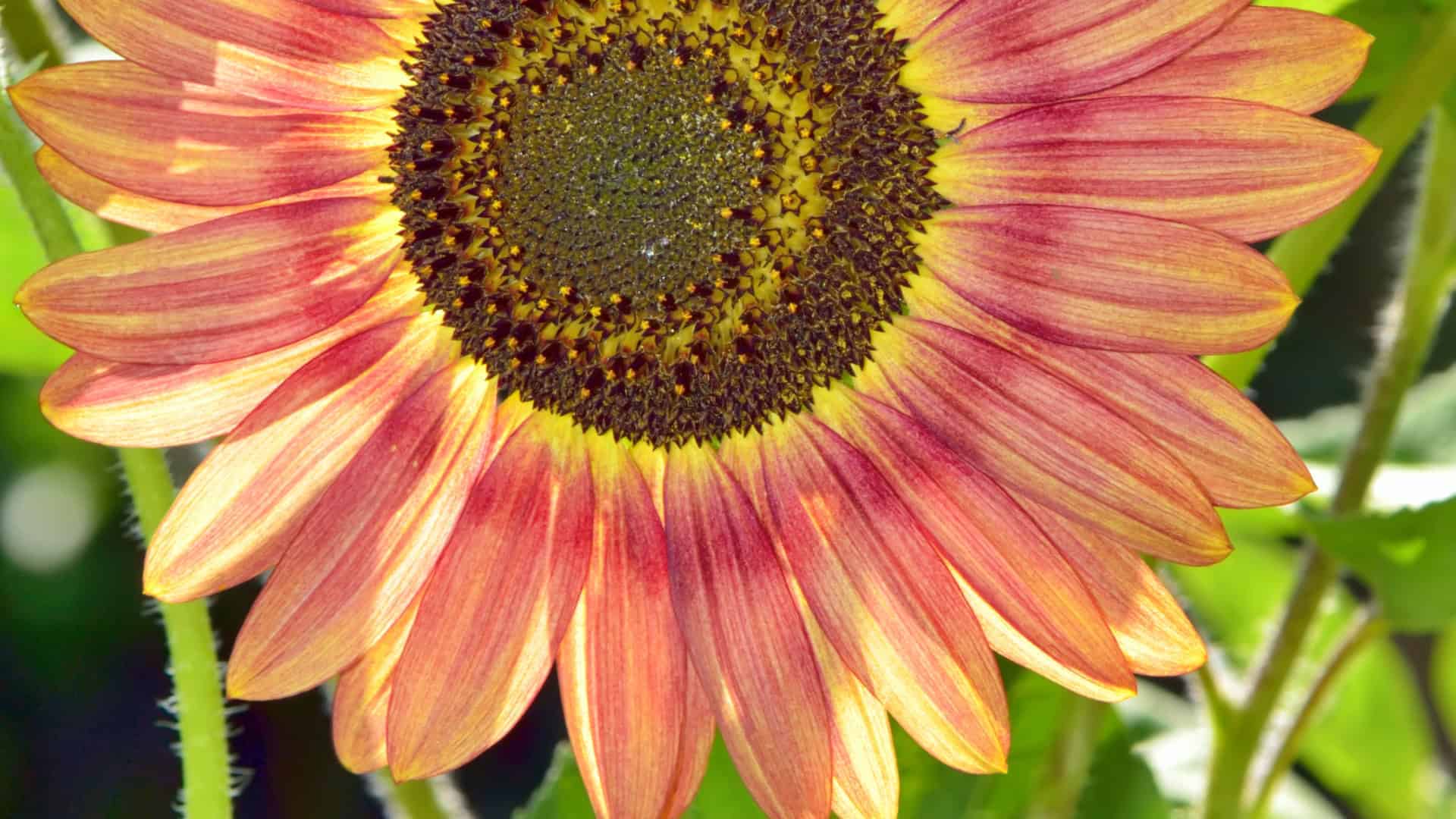 Alaska Flower Garden Seed Bundle - Image 6