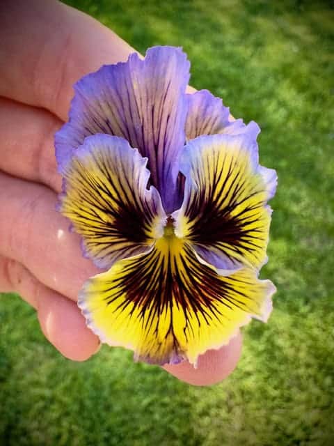 Frilled Pansy