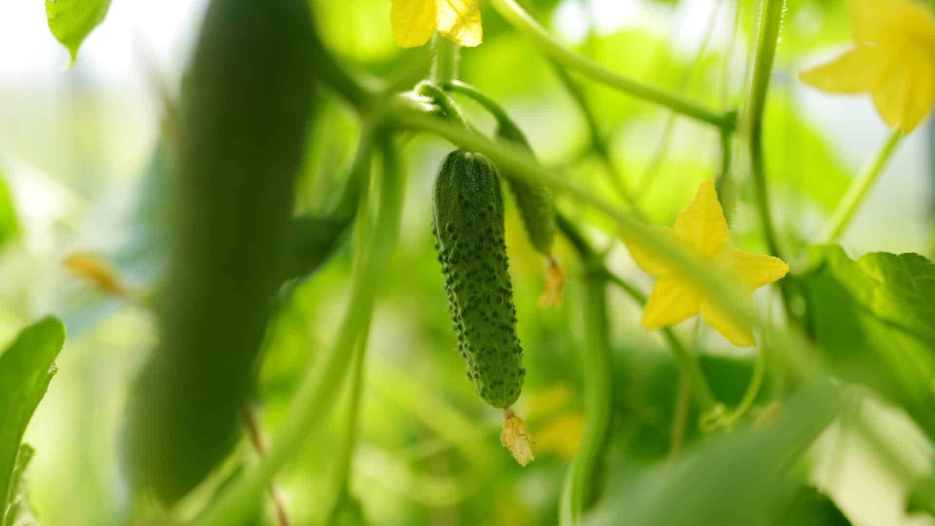 Marketer Cucumber Seed (Cucumis sativus)