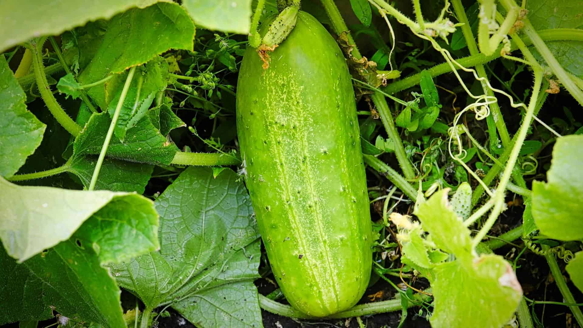 Marketer Cucumber Seed (Cucumis sativus) - Image 2