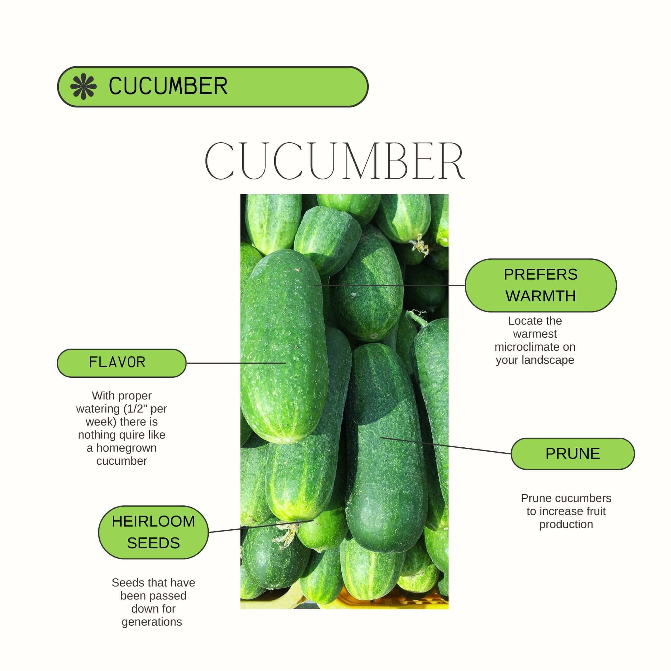 Cucumber Product Guide