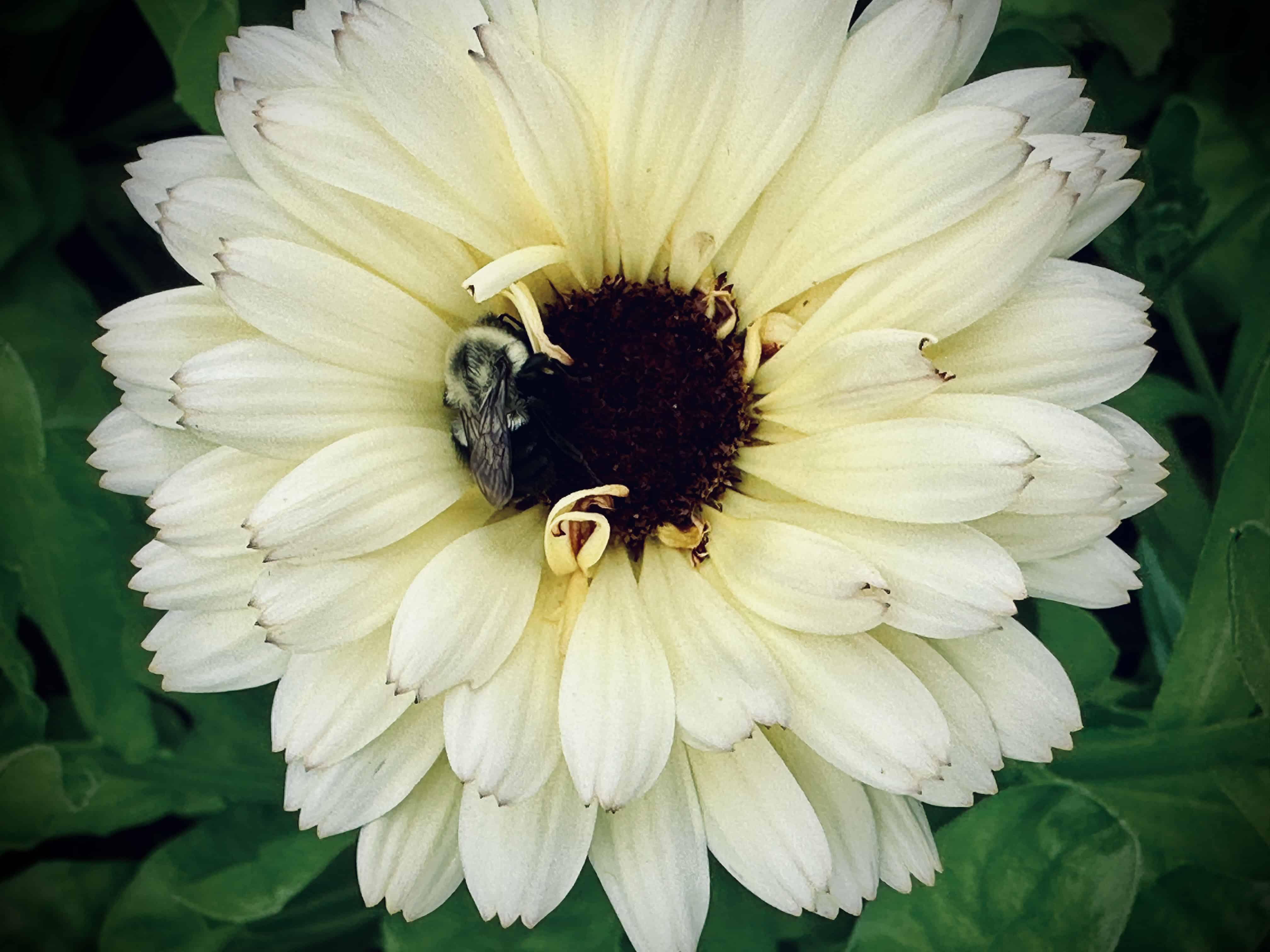 Calendula ‘Ivory Princess’ Seeds Creamy Blooms for Cool Climates - Image 3