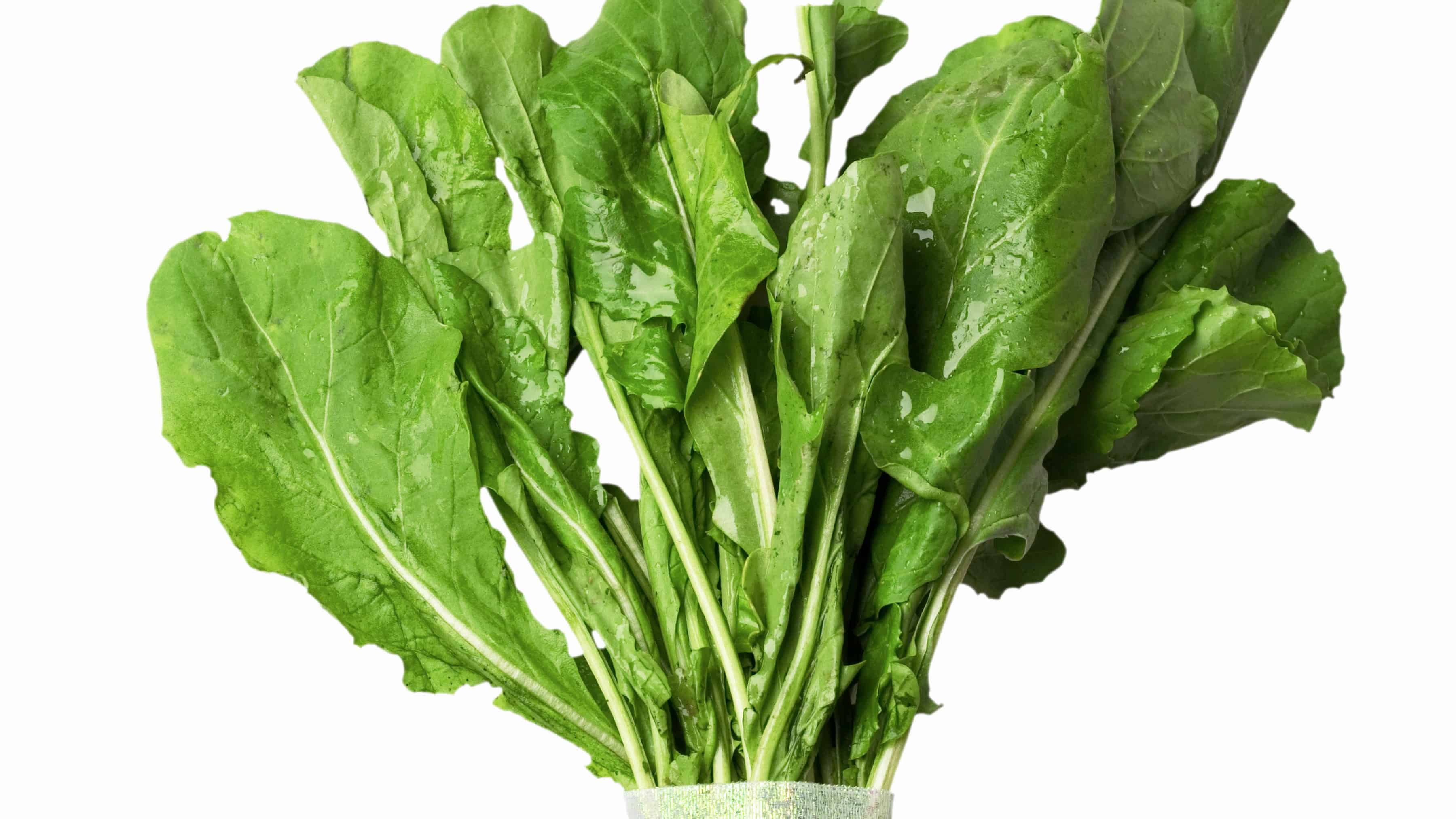 Wasabi Arugula Seed (Diplotaxis erucoides)