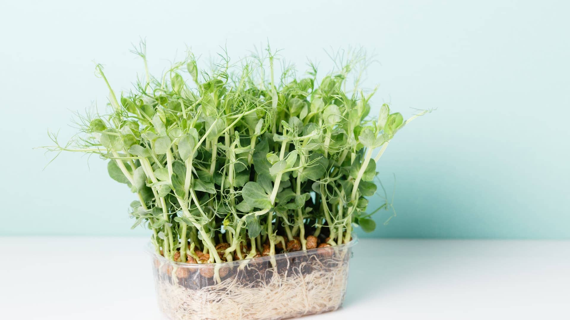 Microgreen Seeds and Online Mini course Includes Shipping - Image 3