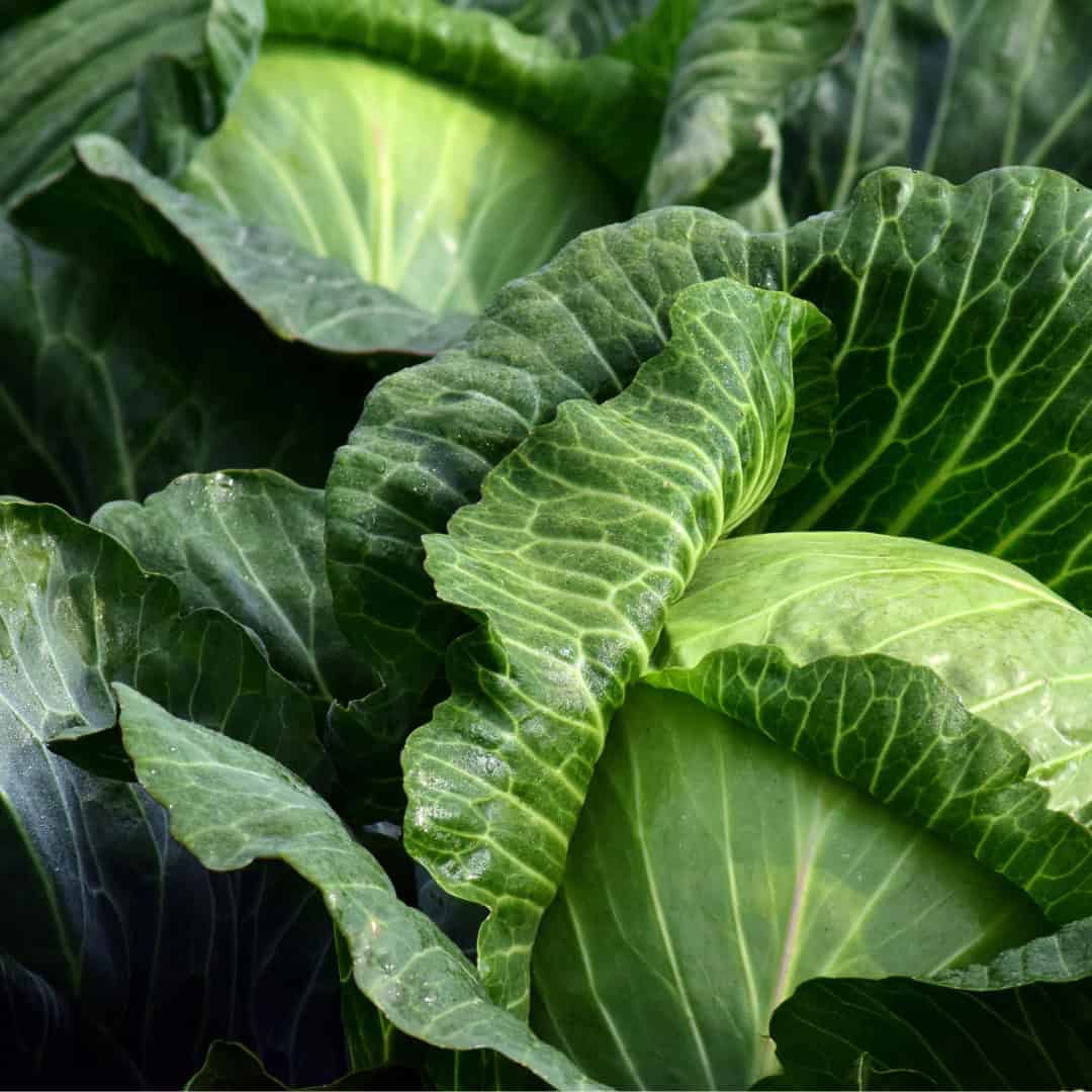 Free Garden Planner (Printable) - Image 3