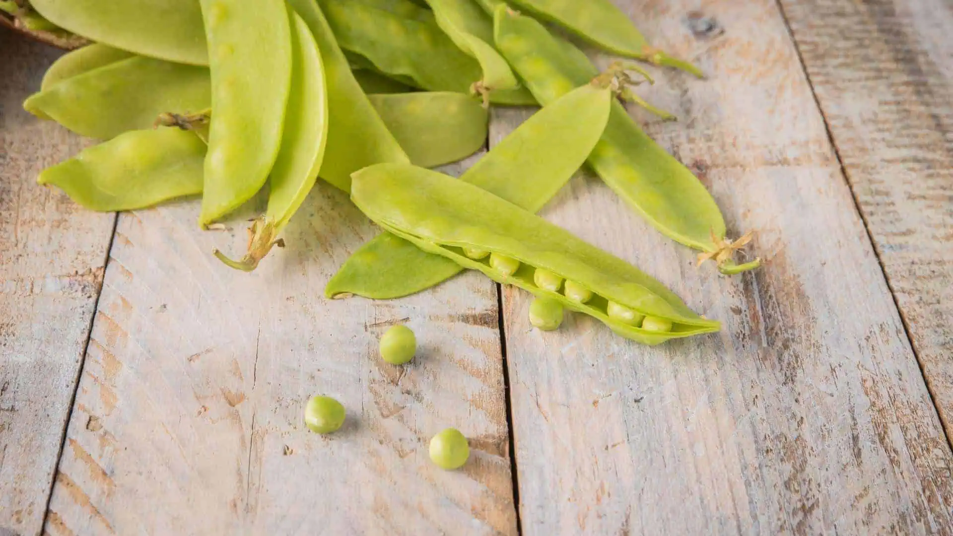 Pea Oregon Giant (Pisum sativum var. macrocarpon) - Image 4