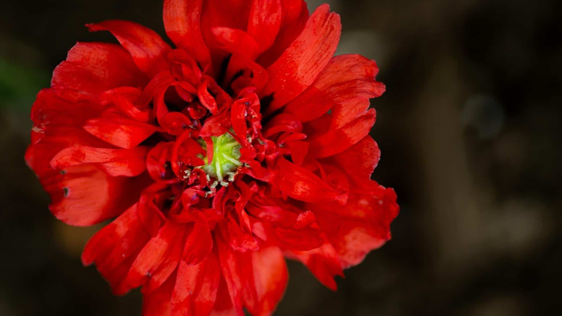 Crimson Feather Poppy Seed (Papaver somniferum)